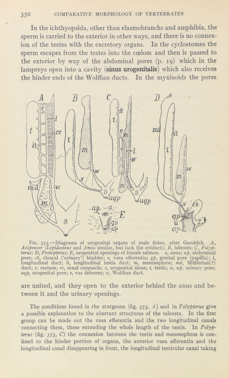 In the ichthyopsida, other than elasmobranchs and amphibia, the sperm is carried to the exterior in other ways, and there is no connex- ion of the testes with the excretory organs. In the cyclostomes the sperm escapes from the testes into the coelom and then is passed to the exterior by way of the abdominal pores (p. 19) which in the lampreys open into a cavity (sinus urogenitalis) which also receives the hinder ends of the Wolffian ducts. In the myxinoids the pores Fig. 373.—Diagrams of urogenital organs of male fishes, after Goodrich. A, Acipenser (Lepidosteus and Alnia similar, but lack the oviduct); B, teleosts; C, Polyp- terus; D, Protopterus; E, urogenital openings of female salmon, a, anus; ap, abdominal pore; cb, cloacal (‘urinary’) bladder; e, vasa efferentia; gp, genital pore (papilla); /, longitudinal duct; It, longitudinal testis duct; m, mesonephros; mi, Mullerian(?) duct; r, rectum; rc, renal corpuscle; s, urogenital sinus; t, testis; u, up, urinary pore; ugp, urogenital pore; v, vas deferens; w, Wolffian duct. are united, and they open to the exterior behind the anus and be- tween it and the urinary openings. The conditions found in the sturgeons (fig. 373, A) and in Polypterus give a possible explanation to the aberrant structures of the teleosts. In the first group can be made out the vasa efferentia and the two longitudinal canals connecting them, these extending the whole length of the testis. In Polyp- terus (fig. 373, C) the connexion between the testis and mesonephros is con- fined to the hinder portion of organs, the anterior vasa efferentia and the longitudinal canal disappearing in front, the longitudinal testicular canal taking