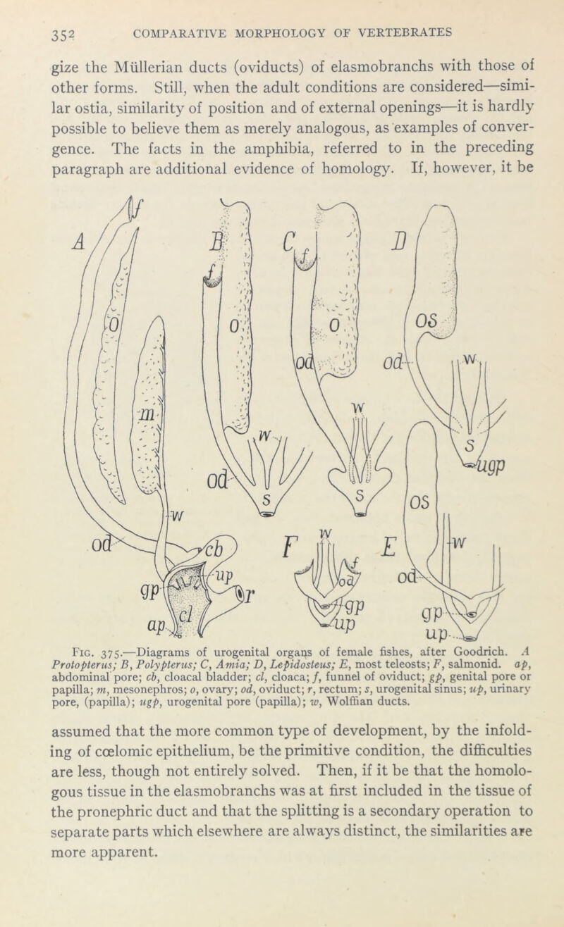gize the Mullerian ducts (oviducts) of elasmobranchs with those of other forms. Still, when the adult conditions are considered—simi- lar ostia, similarity of position and of external openings—it is hardly possible to believe them as merely analogous, as examples of conver- gence. The facts in the amphibia, referred to in the preceding paragraph are additional evidence of homology. If, however, it be assumed that the more common type of development, by the infold- ing of ccelomic epithelium, be the primitive condition, the difficulties are less, though not entirely solved. Then, if it be that the homolo- gous tissue in the elasmobranchs was at first included in the tissue of the pronephric duct and that the splitting is a secondary operation to separate parts which elsewhere are always distinct, the similarities are more apparent.