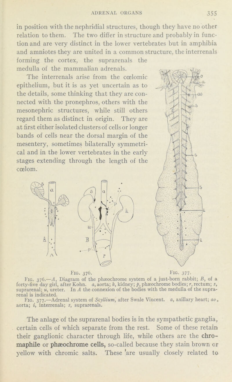 Fig. 376. Fig. 377. Fig. 376.—A, Diagram of the phaeochrome system of a just-born rabbit; B, of a forty-five day girl, after Kohn. a, aorta; k, kidney; p, phaeochrome bodies; r, rectum; s, suprarenal; u, ureter. In A the connexion of the bodies with the medulla of the supra- renal is indicated. Fig. 377.—Adrenal system of Scyllium, after Swale Vincent, a, axillary heart; ao, aorta; i, interrenals; s, suprarenals. in position with the nephridial structures, though they have no other relation to them. The two differ in structure and probably in func- tion and are very distinct in the lower vertebrates but in amphibia and amniotes they are united in a common structure, the interrenals forming the cortex, the suprarenals the medulla of the mammalian adrenals. The interrenals arise from the coelomic epithelium, but it is as yet uncertain as to the details, some thinking that they are con- nected with the pronephros, others with the mesonephric structures, while still others regard them as distinct in origin. They are at first either isolated clusters of cells or longer bands of cells near the dorsal margin of the mesentery, sometimes bilaterally symmetri- cal and in the lower vertebrates in the early stages extending through the length of the coelom. The anlage of the suprarenal bodies is in the sympathetic gangliar certain cells of which separate from the rest. Some of these retain their ganglionic character through life, while others are the chro- maphile or phaeochrome cells, so-called because they stain brown or yellow with chromic salts. These ’are usually closely related to