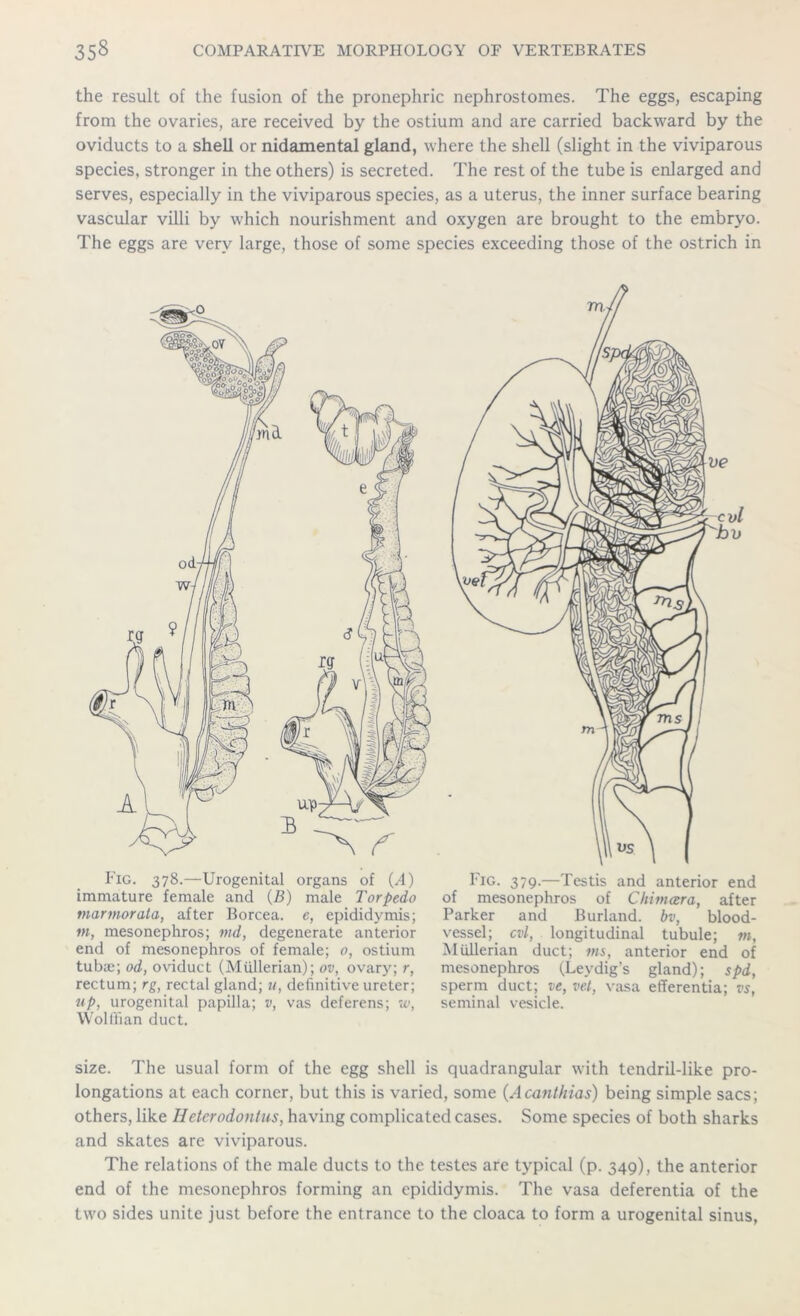 the result of the fusion of the pronephric nephrostomes. The eggs, escaping from the ovaries, are received by the ostium and are carried backward by the oviducts to a shell or nidamental gland, where the shell (slight in the viviparous species, stronger in the others) is secreted. The rest of the tube is enlarged and serves, especially in the viviparous species, as a uterus, the inner surface bearing vascular villi by which nourishment and oxygen are brought to the embryo. The eggs are very large, those of some species exceeding those of the ostrich in Fig. 378.—Urogenital organs of U) Fig. 379.—Testis and anterior end immature female and (5) male Torpedo of mesonephros of Chimaera, after marmorata, after Borcea. e, epididymis; Parker and Burland. bv, blood- tn, mesonephros; md, degenerate anterior vessel; cvl, longitudinal tubule; m, end of mesonephros of female; 0, ostium Mullerian duct; ms, anterior end of tubie; od, oviduct (Mullerian); ov, ovary; r, mesonephros (Levdig's gland); spd, rectum; rg, rectal gland; u, definitive ureter; sperm duct; ve, vet, vasa efferentia; vs, up, urogenital papilla; v, vas deferens; w, seminal vesicle. Wolffian duct. size. The usual form of the egg shell is quadrangular with tendril-like pro- longations at each corner, but this is varied, some (Acanthias) being simple sacs; others, like Heterodontus, having complicated cases. Some species of both sharks and skates are viviparous. The relations of the male ducts to the testes are typical (p. 349), the anterior end of the mesonephros forming an epididymis. The vasa deferentia of the two sides unite just before the entrance to the cloaca to form a urogenital sinus,