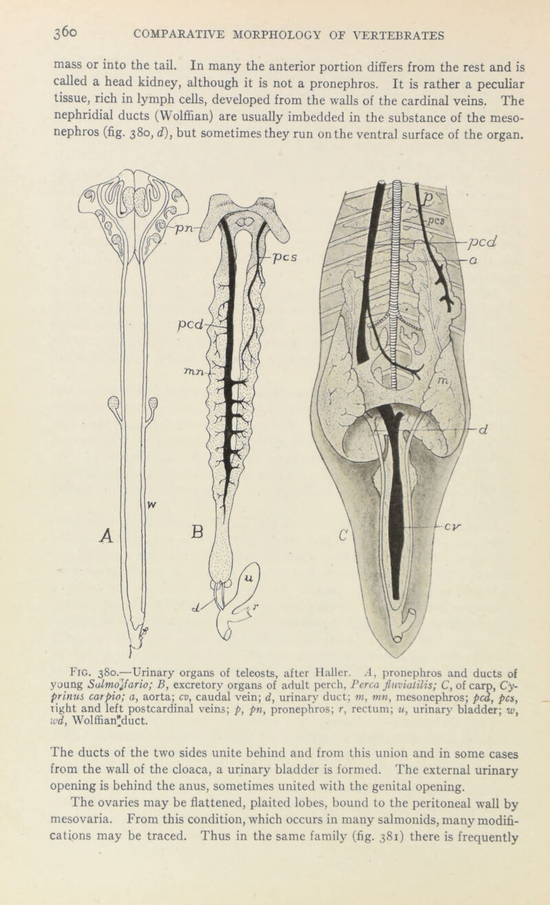 mass or into the tail. In many the anterior portion differs from the rest and is called a head kidney, although it is not a pronephros. It is rather a peculiar tissue, rich in lymph cells, developed from the walls of the cardinal veins. The nephridial ducts (W olffian) are usually imbedded in the substance of the meso- nephros (fig. 380, d), but sometimes they run on the ventral surface of the organ. The ducts of the two sides unite behind and from this union and in some cases from the wall of the cloaca, a urinary bladder is formed. The external urinary opening is behind the anus, sometimes united with the genital opening. The ovaries may be flattened, plaited lobes, bound to the peritoneal wall by mesovaria. From this condition, which occurs in many salmonids, many modifi- cations may be traced. Thus in the same family (fig. 381) there is frequently