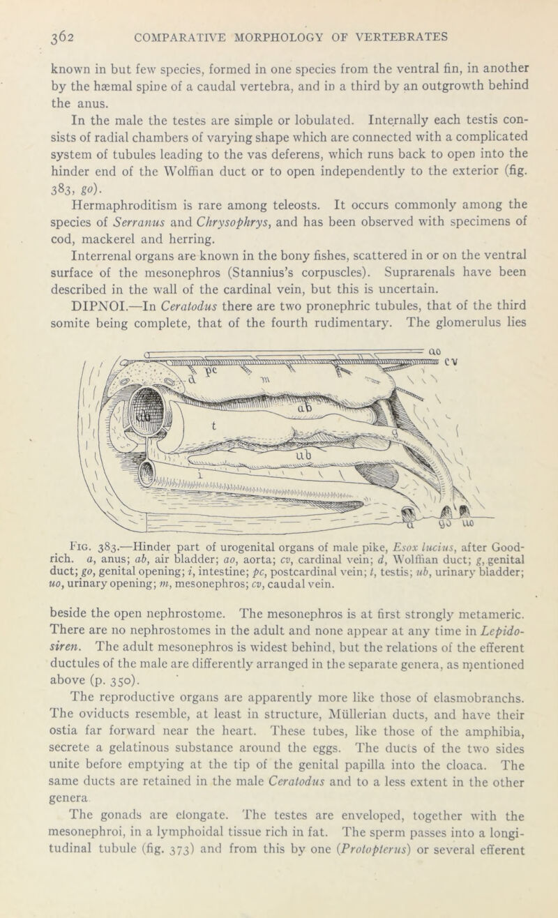 known in but few species, formed in one species from the ventral fin, in another by the haemal spine of a caudal vertebra, and in a third by an outgrowth behind the anus. In the male the testes are simple or lobulated. Internally each testis con- sists of radial chambers of varying shape which are connected with a complicated system of tubules leading to the vas deferens, which runs back to open into the hinder end of the Wolffian duct or to open independently to the exterior (fig. 383, go). Hermaphroditism is rare among teleosts. It occurs commonly among the species of Serranus and Chrysophrys, and has been observed with specimens of cod, mackerel and herring. Interrenal organs are known in the bony fishes, scattered in or on the ventral surface of the mesonephros (Stannius’s corpuscles). Suprarenals have been described in the wall of the cardinal vein, but this is uncertain. DIPNOI.—In Ceratodus there are two pronephric tubules, that of the third somite being complete, that of the fourth rudimentary. The glomerulus lies Fig. 383.—Hinder part of urogenital organs of male pike, Esox Indus, after Good- rich. a, anus; ab, air bladder; ao, aorta; cv, cardinal vein; d, Wolilian duct; g, genital duct; go, genital opening; i, intestine; pc, postcardinal vein; t, testis; ub, urinary bladder; no, urinary opening; m, mesonephros; cv, caudal vein. beside the open nephrostome. The mesonephros is at first strongly metameric. There are no nephrostomes in the adult and none appear at any time in Lepido- siren. The adult mesonephros is widest behind, but the relations of the efferent ductules of the male are differently arranged in the separate genera, as mentioned above (p. 350). The reproductive organs are apparently more like those of elasmobranchs. The oviducts resemble, at least in structure, Mullerian ducts, and have their ostia far forward near the heart. These tubes, like those of the amphibia, secrete a gelatinous substance around the eggs. The ducts of the two sides unite before emptying at the tip of the genital papilla into the cloaca. The same ducts are retained in the male Ceratodus and to a less extent in the other genera The gonads are elongate. The testes are enveloped, together with the mesonephroi, in a lymphoidal tissue rich in fat. The sperm passes into a longi- tudinal tubule (fig. 373) and from this by one (Protopterus) or several efferent