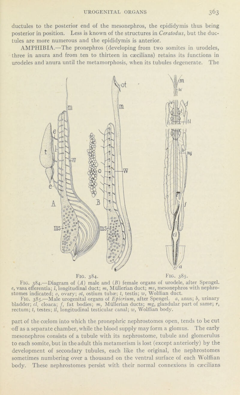 ductules to the posterior end of the mesonephros, the epididymis thus being posterior in position. Less is known of the structures in Ceratodus, but the duc- tules are more numerous and the epididymis is anterior. AMPHIBIA.—The pronephros (developing from two somites in urodeles, three in anura and from ten to thirteen in caecilians) retains its functions in urodeles and anura until the metamorphosis, when its tubules degenerate. The m iiv Pig. 385. Fig. 384.—Diagram of (A) male and (B) female organs of urodele, after Spengel. e, vasa efferentia; l, longitudinal duct; m, Mullerian duct; ms, mesonephros with nephro- stomes indicated; 0, ovary; ot, ostium tubae; t, testis; w, Wolffian duct. Fig. 385.—Male urogenital organs of Epicrium, after Spengel. a, anus; b, urinary bladder; cl. cloaca; /, fat bodies; m, Mullerian ducts; mg, glandular part of same; r, rectum; t, testes; tl, longitudinal testicular canal; w, Wolffian body. part of the coelom into which the pronephric nephrostomes open, tends to be cut off as a separate chamber, while the blood supply may form a glomus. The early mesonephros consists of a tubule with its nephrostome, tubule and glomerulus to each somite, but in the adult this metamerism is lost (except anteriorly) by the development of secondary tubules, each like the original, the nephrostomes sometimes numbering over a thousand on the ventral surface of each Wolffian body. These nephrostomes persist with their normal connexions in caecilians