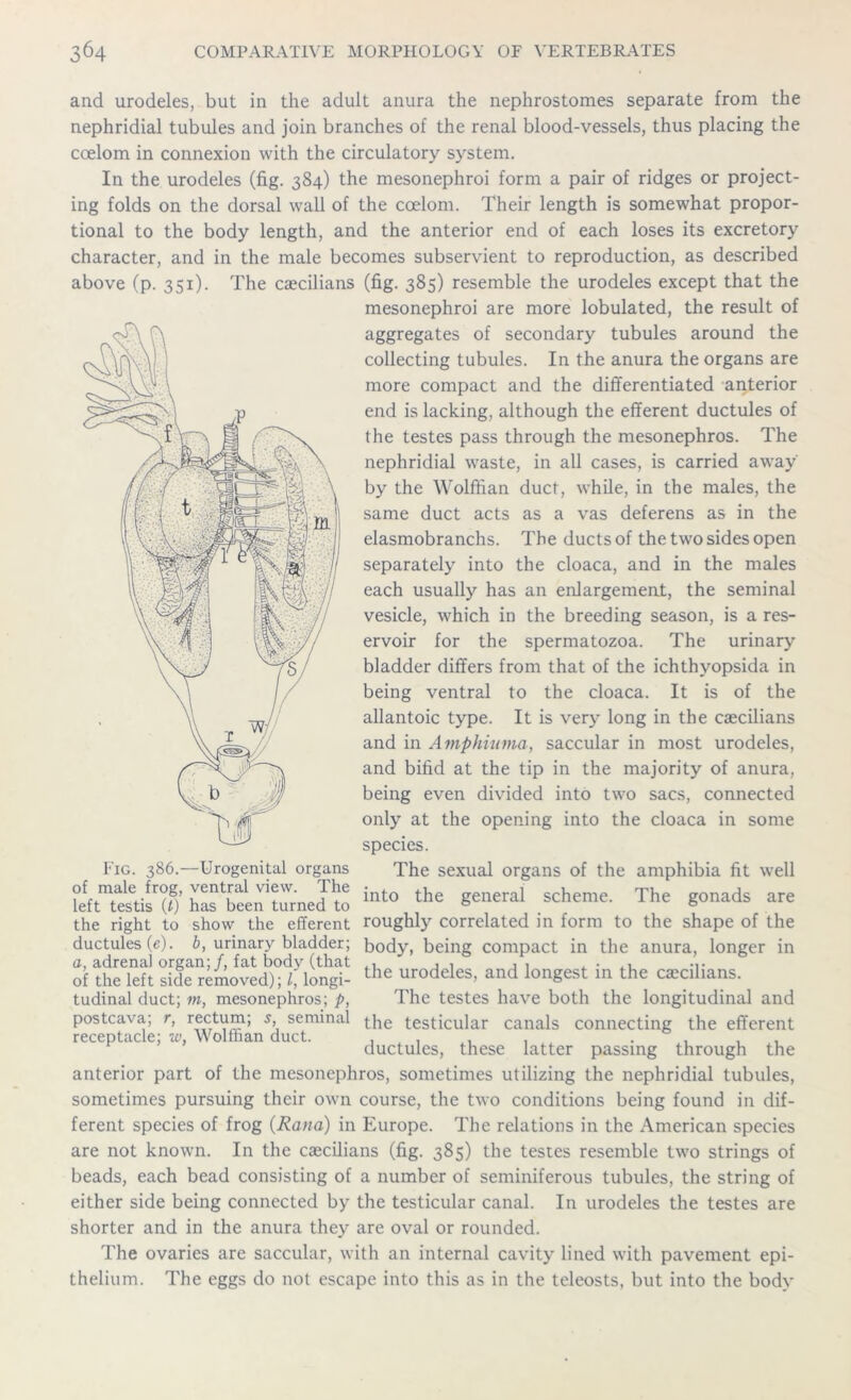 and urodeles, but in the adult anura the nephrostomes separate from the nephridial tubules and join branches of the renal blood-vessels, thus placing the coelom in connexion with the circulatory system. In the urodeles (fig. 384) the mesonephroi form a pair of ridges or project- ing folds on the dorsal wall of the coelom. Their length is somewhat propor- tional to the body length, and the anterior end of each loses its excretory character, and in the male becomes subservient to reproduction, as described above (p. 351). The caecilians (fig. 385) resemble the urodeles except that the mesonephroi are more lobulated, the result of aggregates of secondary tubules around the collecting tubules. In the anura the organs are more compact and the differentiated anterior end is lacking, although the efferent ductules of the testes pass through the mesonephros. The nephridial waste, in all cases, is carried away' by the Wolffian duct, while, in the males, the same duct acts as a vas deferens as in the elasmobranchs. The ducts of the two sides open separately into the cloaca, and in the males each usually has an enlargement, the seminal vesicle, which in the breeding season, is a res- ervoir for the spermatozoa. The urinary bladder differs from that of the ichthvopsida in being ventral to the cloaca. It is of the allantoic type. It is very long in the caecilians and in Amphinma, saccular in most urodeles, and bifid at the tip in the majority of anura, being even divided into two sacs, connected only at the opening into the cloaca in some species. Fig. 386.—Urogenital organs The sexual organs of the amphibia fit well °e'ftmtetifsr(f)’ hStenZmed1to int0 the *eneral scheme. The gonads are the right to show the efferent roughly correlated in form to the shape of the ductules (e). b, urinary bladder; body, being compact in the anura, longer in of the left side removed); l, longi- the urodeles, and longest m the caecilians. tudinal duct; m, mesonephros; p, The testes have both the longitudinal and postcava; r, rectum; s, seminal £]ie testicular canals connecting the efferent receptacle; w, Wolffian duct. , , , , . ductules, these latter passing through the anterior part of the mesonephros, sometimes utilizing the nephridial tubules, sometimes pursuing their own course, the two conditions being found in dif- ferent species of frog {Rand) in Europe. The relations in the American species are not known. In the caecilians (fig. 385) the testes resemble two strings of beads, each bead consisting of a number of seminiferous tubules, the string of either side being connected by the testicular canal. In urodeles the testes are shorter and in the anura they are oval or rounded. The ovaries are saccular, with an internal cavity lined with pavement epi- thelium. The eggs do not escape into this as in the teleosts, but into the body