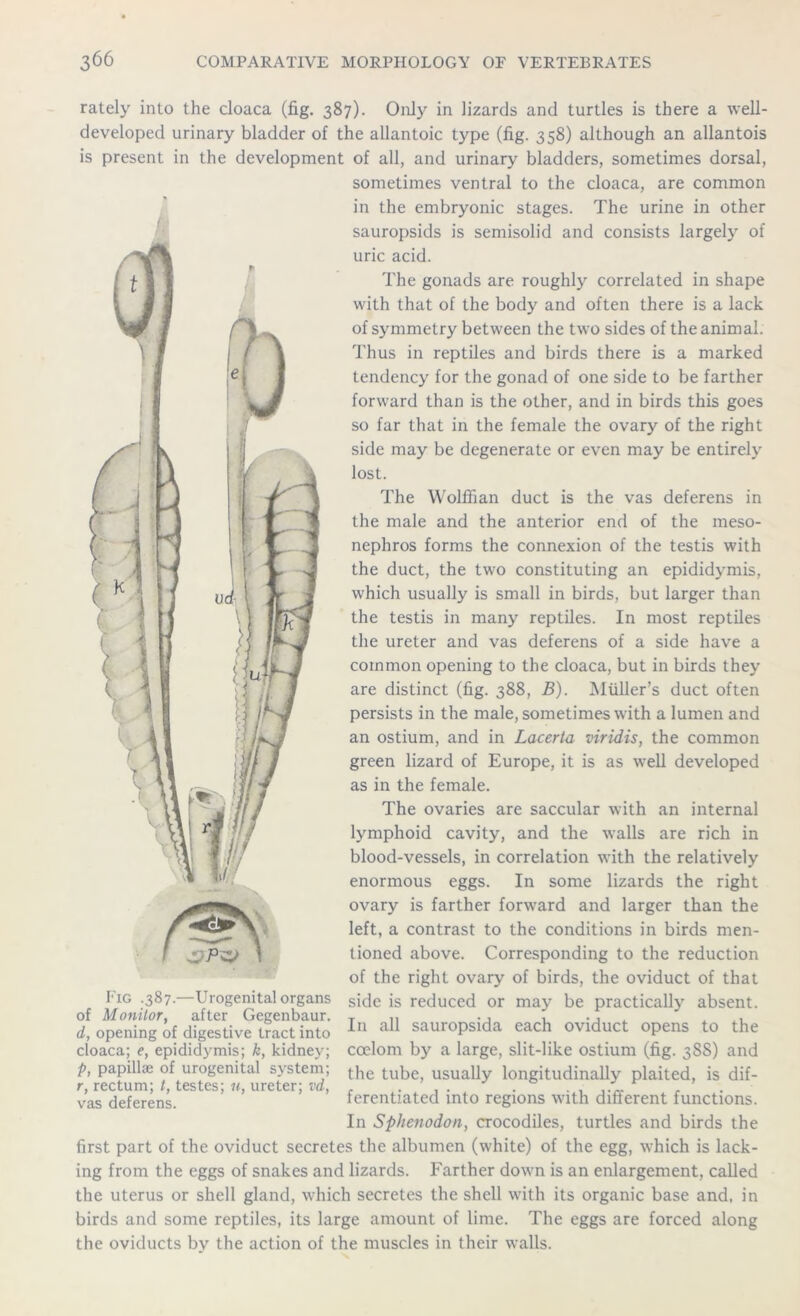 rately into the cloaca (fig. 387). Only in lizards and turtles is there a well- developed urinary bladder of the allantoic type (fig. 358) although an allantois is present in the development of all, and urinary bladders, sometimes dorsal, sometimes ventral to the cloaca, are common in the embryonic stages. The urine in other sauropsids is semisolid and consists largely of uric acid. The gonads are roughly correlated in shape with that of the body and often there is a lack of symmetry between the two sides of the animal. Thus in reptiles and birds there is a marked tendency for the gonad of one side to be farther forward than is the other, and in birds this goes so far that in the female the ovary of the right side may be degenerate or even may be entirely lost. The Wolffian duct is the vas deferens in the male and the anterior end of the meso- nephros forms the connexion of the testis with the duct, the two constituting an epididymis, which usually is small in birds, but larger than the testis in many reptiles. In most reptiles the ureter and vas deferens of a side have a common opening to the cloaca, but in birds they are distinct (fig. 388, B). Muller’s duct often persists in the male, sometimes with a lumen and an ostium, and in Lacerla viridis, the common green lizard of Europe, it is as well developed as in the female. The ovaries are saccular with an internal lymphoid cavity, and the walls are rich in blood-vessels, in correlation with the relatively enormous eggs. In some lizards the right ovary is farther forward and larger than the left, a contrast to the conditions in birds men- tioned above. Corresponding to the reduction of the right ovary of birds, the oviduct of that side is reduced or may be practically absent. In all sauropsida each oviduct opens to the coelom by a large, slit-like ostium (fig. 388) and the tube, usually longitudinally plaited, is dif- ferentiated into regions with different functions. In Sphenodon, crocodiles, turtles and birds the first part of the oviduct secretes the albumen (white) of the egg, which is lack- ing from the eggs of snakes and lizards. Farther down is an enlargement, called the uterus or shell gland, which secretes the shell with its organic base and, in birds and some reptiles, its large amount of lime. The eggs are forced along the oviducts bv the action of the muscles in their walls. Fig .387.—Urogenital organs of Monitor, after Gegenbaur. d, opening of digestive tract into cloaca; e, epididymis; k, kidney; P, papillae of urogenital system; r, rectum; t, testes; n, ureter; vd, vas deferens.
