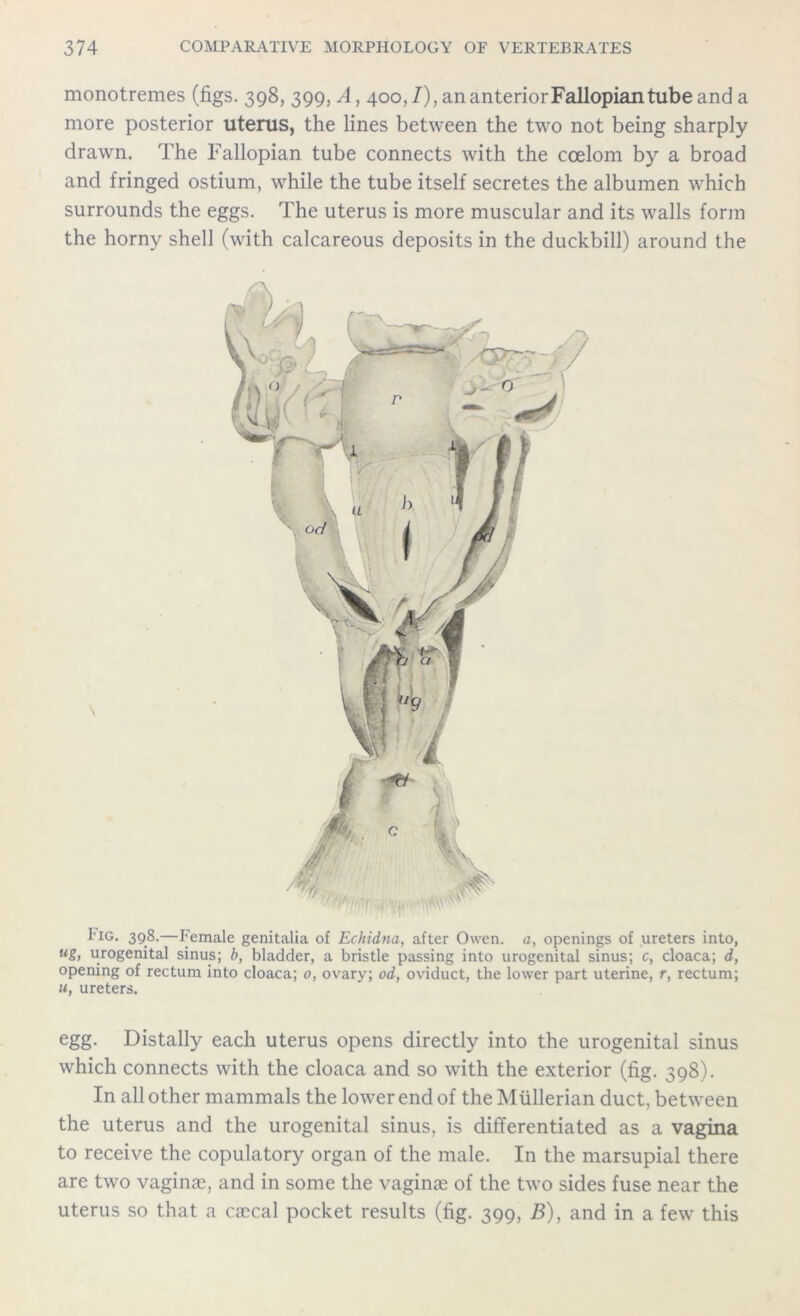 monotremes (figs. 398, 399,A, 4oo,/),ananteriorFallopiantubeanda more posterior uterus, the lines between the two not being sharply drawn. The Fallopian tube connects with the coelom by a broad and fringed ostium, while the tube itself secretes the albumen which surrounds the eggs. The uterus is more muscular and its walls form the horny shell (with calcareous deposits in the duckbill) around the Fig. 398.—Female genitalia of Echidna, after Owen, a, openings of ureters into, wg, urogenital sinus; b, bladder, a bristle passing into urogenital sinus; c, cloaca; d, opening of rectum into cloaca; 0, ovary; od, oviduct, the lower part uterine, r, rectum; m, ureters. egg. Distally each uterus opens directly into the urogenital sinus which connects with the cloaca and so with the exterior (fig. 398). In all other mammals the lower end of the Mullerian duct, between the uterus and the urogenital sinus, is differentiated as a vagina to receive the copulatory organ of the male. In the marsupial there are two vaginae, and in some the vaginae of the two sides fuse near the uterus so that a caccal pocket results (fig. 399, B), and in a few this