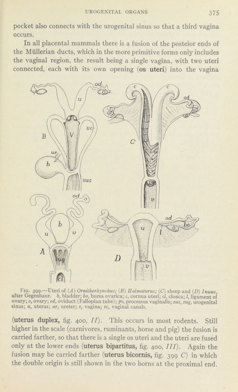 pocket also connects with the urogenital sinus so that a third vagina occurs. In all placental mammals there is a fusion of the posteior ends of the Mullerian ducts, which in the more primitive forms only includes the vaginal region, the result being a single vagina, with two uteri connected, each with its own opening (os uteri) into the vagina Fig. 399.—Uteri of (A) Ornithorhynchus; (B) Iialmaturus; (C) sheep and (D) Inuus, after Gegenbaur. b, bladder; bo, bursa ovarica; c, cornua uteri; cl, cloaca; /, ligament of ovary; 0, ovary; od, oviduct (Fallopian tube); pv, processus vaginalis; sus, sug, urogenital sinus; u, uterus; ur, ureter; v, vagina; vc, vaginal canals. (uterus duplex, fig. 400, II). This occurs in most rodents. Still higher in the scale (carnivores, ruminants, horse and pig) the fusion is carried farther, so that there is a single os uteri and the uteri are fused only at the lower ends (uterus bipartitus, fig. 400, III). Again the fusion may be carried farther (uterus bicomis, fig. 399 C) in which the double origin is still shown in the two horns at the proximal end.