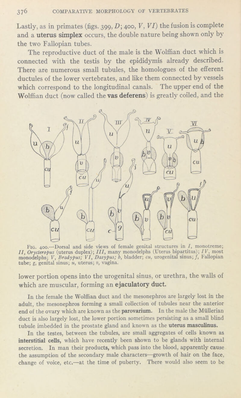Lastly, as in primates (figs. 399, D \ 400, V, VI) the fusion is complete and a uterus simplex occurs, the double nature being shown only by the two Fallopian tubes. The reproductive duct of the male is the Wolffian duct which is connected with the testis by the epididymis already described. There are numerous small tubules, the homologues of the efferent ductules of the lower vertebrates, and like them connected by vessels which correspond to the longitudinal canals. The upper end of the Wolffian duct (now called the vas deferens) is greatly coiled, and the Fig. 400.—Dorsal and side views of female genital structures in I, monotreme; II, Orycteropus (uterus duplex); III, many monodelphs (Uterus bipartitus); IV, most monodelphs; V, Bradypus; VI, Dasypus; b, bladder; cu, urogenital sinus;/, Fallopian tube; g, genital sinus; u, uterus; v, vagina. lower portion opens into the urogenital sinus, or urethra, the walls of which are muscular, forming an ejaculatory duct. In the female the Wolffian duct and the mesonephros are largely lost in the adult, the mesonephros forming a small collection of tubules near the anterior end of the ovary which are known as the parovarium. In the male the Mullerian duct is also largely lost, the lower portion sometimes persisting as a small blind tubule imbedded in the prostate gland and known as the uterus masculinus. In the testes, between the tubules, are small aggregates of cells known as interstitial cells, which have recently been shown to be glands wdth internal secretion. In man their products, which pass into the blood, apparently cause the assumption of the secondary male characters—growth of hair on the face, change of voice, etc.—at the time of puberty. There would also seem to be
