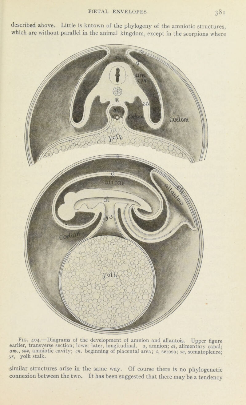 described above. Little is kntown of the phylogeny of the amniotic structures, which are without parallel in the animal kingdom, except in the scorpions where Fig. 404.—Diagrams of the development of amnion and allantois. Upper figure earlier, transverse section; lower later, longitudinal, a, amnion; al, alimentary canal; am., cav, amniotic cavity; ch, beginning of placental area; s, serosa; so, somatopleure; ys, yolk stalk. similar structures arise in the same way. Of course there is no phylogenetic connexion between the two. It has been suggested that there may be a tendency