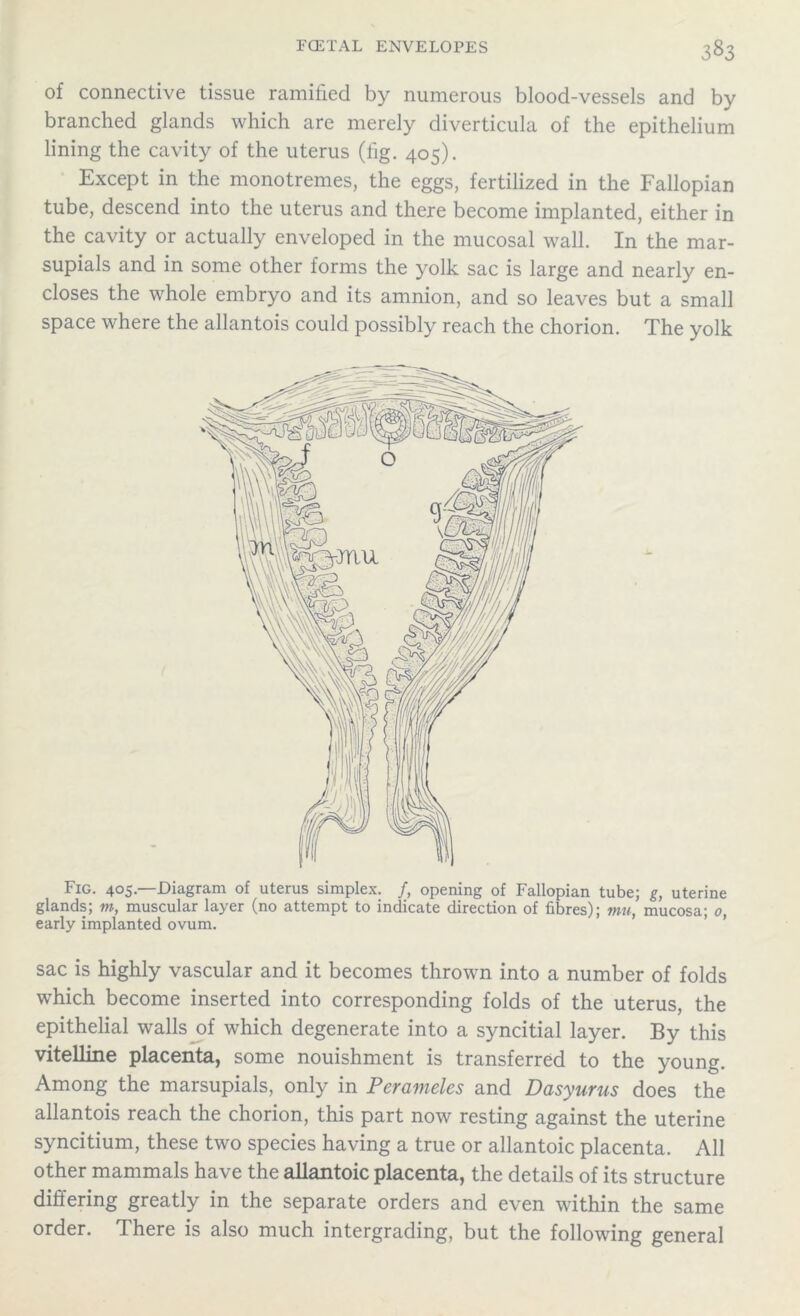 of connective tissue ramified by numerous blood-vessels and by branched glands which are merely diverticula of the epithelium lining the cavity of the uterus (fig. 405). Except in the monotremes, the eggs, fertilized in the Fallopian tube, descend into the uterus and there become implanted, either in the cavity or actually enveloped in the mucosal wall. In the mar- supials and in some other forms the yolk sac is large and nearly en- closes the whole embryo and its amnion, and so leaves but a small space where the allantois could possibly reach the chorion. The yolk Fig. 405.—Diagram of uterus simplex. /, opening of Fallopian tube; g, uterine glands; tn, muscular layer (no attempt to indicate direction of fibres); mu, mucosa; 0, early implanted ovum. sac is highly vascular and it becomes thrown into a number of folds which become inserted into corresponding folds of the uterus, the epithelial walls of which degenerate into a syncitial layer. By this vitelline placenta, some nouishment is transferred to the young. Among the marsupials, only in Perameles and Dasyurus does the allantois reach the chorion, this part now resting against the uterine syncitium, these two species having a true or allantoic placenta. All other mammals have the allantoic placenta, the details of its structure differing greatly in the separate orders and even within the same order. There is also much intergrading, but the following general