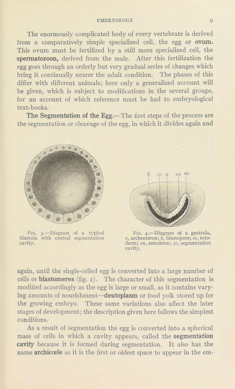 The enormously complicated body of every vertebrate is derived from a comparatively simple specialized cell, the egg or ovum. This ovum must be fertilized by a still more specialized cell, the spermatozoon, derived from the male. After this fertilization the egg goes through an orderly but very gradual series of changes which bring it continually nearer the adult condition. The phases of this differ with different animals; here only a generalized account will be given, which is subject to modifications in the several groups, for an account of which reference must be had to embryological text-books. The Segmentation of the Egg.—The first steps of the process are the segmentation or cleavage of the egg, in which it divides again and Fig. 3.—Diagram of a typical blastula with central segmentation cavity. Fig. 4.—Diagram of a gastrula, a, archenteron; b, blastopore; ec, ecto- derm; en, entoderm; sc, segmentation cavity. again, until the single-celled egg is converted into a large number of cells or blastomeres (fig. 2). The character of this segmentation is modified accordingly as the egg is large or small, as it contains vary- ing amounts of nourishment—deutoplasm or food yolk stored up for the growing embryo. These same variations also affect the later stages of development; the description given here follows the simplest conditions. As a result of segmentation the egg is converted into a spherical mass of cells in which a cavity appears, called the segmentation cavity because it is formed during segmentation. It also has the name archicoele as it is the first or oldest space to appear in the em-