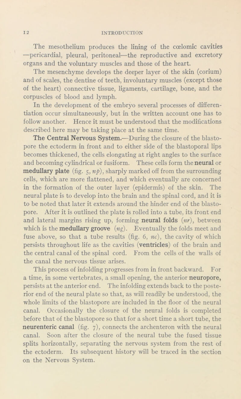 The mesothelium produces the lining of the coelomic cavities —pericardial, pleural, peritoneal—the reproductive and excretory organs and the voluntary muscles and those of the heart. The mesenchyme develops the deeper layer of the skin (corium) and of scales, the dentine of teeth, involuntary muscles (except those of the heart) connective tissue, ligaments, cartilage, bone, and the corpuscles of blood and lymph. In the development of the embryo several processes of differen- tiation occur simultaneously, but in the written account one has to follow another. Hence it must be understood that the modifications described here may be taking place at the same time. The Central Nervous System.—During the closure of the blasto- pore the ectoderm in front and to either side of the blastoporal lips becomes thickened, the cells elongating at right angles to the surface and becoming cylindrical or fusiform. These cells form the neural or medullary plate (fig. 5, up), sharply marked off from the surrounding cells, which are more flattened, and which eventually are concerned in the formation of the outer layer (epidermis) of the skin. The neural plate is to develop into the brain and the spinal cord, and it is to be noted that later it extends around the hinder end of the blasto- pore. After it is outlined the plate is rolled into a tube, its front end and lateral margins rising up, forming neural folds (nr), between which is the medullary groove (ng). Eventually the folds meet and fuse above, so that a tube results (fig. 6, nc), the cavity of which persists throughout life as the cavities (ventricles) of the brain and the central canal of the spinal cord. From the cells of the walls of the canal the nervous tissue arises. This process of infolding progresses from in front backward. For a time, in some vertebrates, a small opening, the anterior neuropore, persists at the anterior end. The infolding extends back to the poste- rior end of the neural plate so that, as will readily be understood, the whole limits of the blastopore are included in the floor of the neural canal. Occasionally the closure of the neural folds is completed before that of the blastopore so that for a short time a short tube, the neurenteric canal (fig. 7), connects the archenteron with the neural canal. Soon after the closure of the neural tube the fused tissue splits horizontally, separating the nervous system from the rest of the ectoderm. Its subsequent history will be traced in the section on the Nervous System.