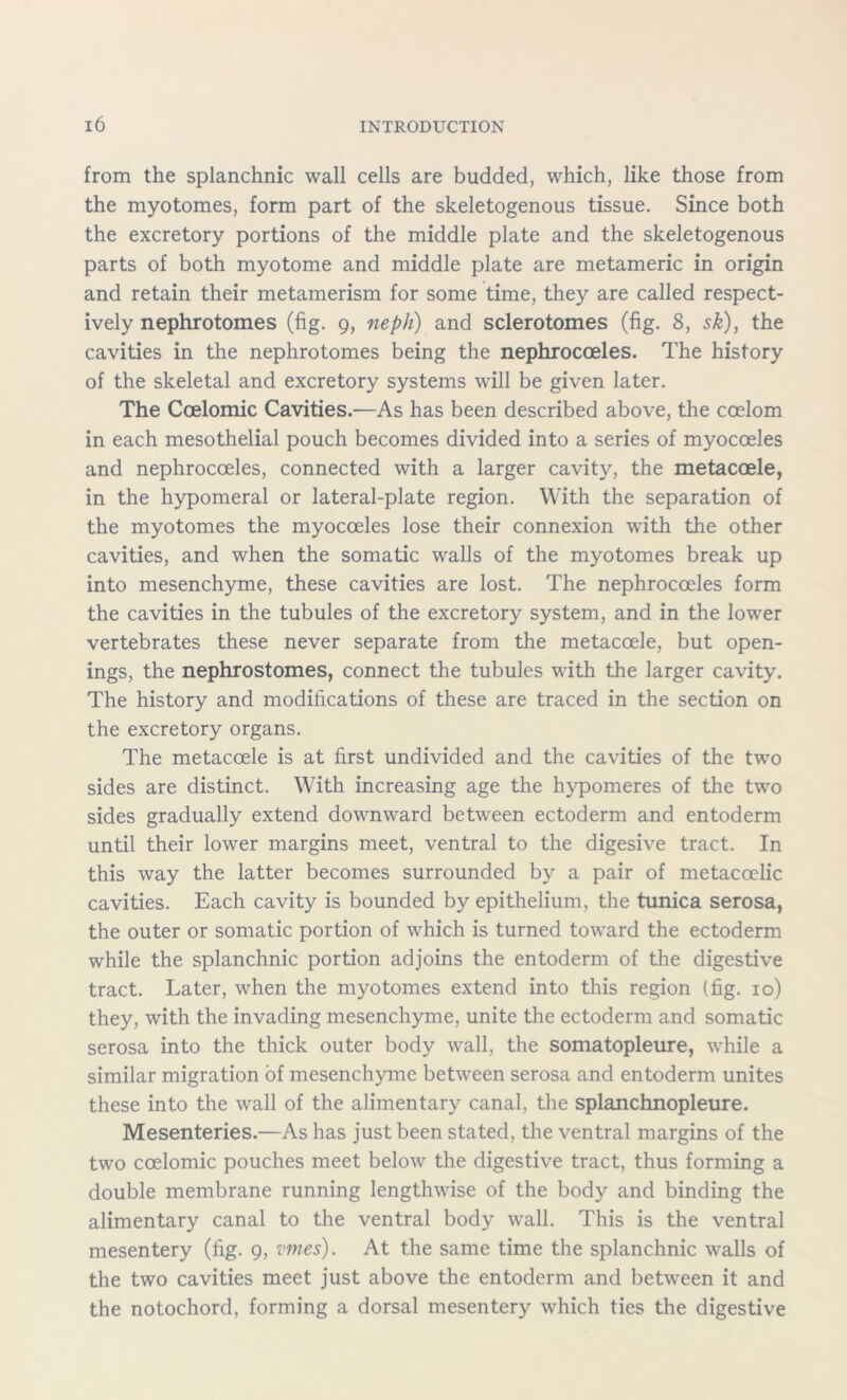 from the splanchnic wall cells are budded, which, like those from the myotomes, form part of the skeletogenous tissue. Since both the excretory portions of the middle plate and the skeletogenous parts of both myotome and middle plate are metameric in origin and retain their metamerism for some time, they are called respect- ively nephrotomes (fig. 9, neph) and sclerotomes (fig. 8, sk), the cavities in the nephrotomes being the nephrocoeles. The history of the skeletal and excretory systems will be given later. The Coelomic Cavities.—As has been described above, the coelom in each mesothelial pouch becomes divided into a series of myocoeles and nephrocoeles, connected with a larger cavity, the metacoele, in the hypomeral or lateral-plate region. With the separation of the myotomes the myocoeles lose their connexion with the other cavities, and when the somatic walls of the myotomes break up into mesenchyme, these cavities are lost. The nephrocoeles form the cavities in the tubules of the excretory system, and in the lower vertebrates these never separate from the metacoele, but open- ings, the nephrostomes, connect the tubules with the larger cavity. The history and modifications of these are traced in the section on the excretory organs. The metacoele is at first undivided and the cavities of the two sides are distinct. With increasing age the hypomeres of the two sides gradually extend downward between ectoderm and entoderm until their lower margins meet, ventral to the digesive tract. In this way the latter becomes surrounded by a pair of metacoelic cavities. Each cavity is bounded by epithelium, the tunica serosa, the outer or somatic portion of which is turned toward the ectoderm while the splanchnic portion adjoins the entoderm of the digestive tract. Later, when the myotomes extend into this region (fig. 10) they, with the invading mesenchyme, unite the ectoderm and somatic serosa into the thick outer body wall, the somatopleure, while a similar migration of mesenchyme between serosa and entoderm unites these into the wall of the alimentary canal, the splanchnopleure. Mesenteries.—As has just been stated, the ventral margins of the two coelomic pouches meet below the digestive tract, thus forming a double membrane running lengthwise of the body and binding the alimentary canal to the ventral body wall. This is the ventral mesentery (fig. 9, vines). At the same time the splanchnic walls of the two cavities meet just above the entoderm and between it and the notochord, forming a dorsal mesentery which ties the digestive