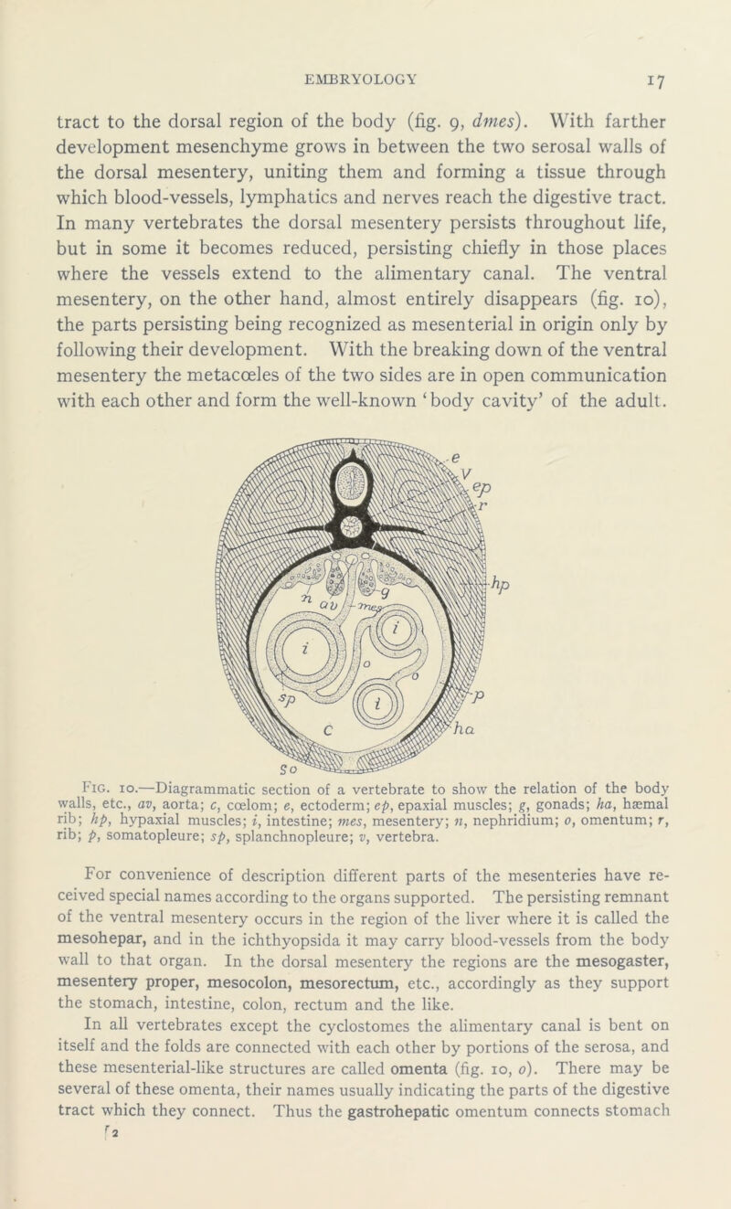 tract to the dorsal region of the body (fig. 9, dines). With farther development mesenchyme grows in between the two serosal walls of the dorsal mesentery, uniting them and forming a tissue through which blood-vessels, lymphatics and nerves reach the digestive tract. In many vertebrates the dorsal mesentery persists throughout life, but in some it becomes reduced, persisting chiefly in those places where the vessels extend to the alimentary canal. The ventral mesentery, on the other hand, almost entirely disappears (fig. 10), the parts persisting being recognized as mesenterial in origin only by following their development. With the breaking down of the ventral mesentery the metacceles of the two sides are in open communication with each other and form the well-known ‘body cavity’ of the adult. Fig. 10.—Diagrammatic section of a vertebrate to show the relation of the body walls, etc., av, aorta; c, coelom; e, ectoderm; ep, epaxial muscles; g, gonads; ha, haemal rib; hp, hypaxial muscles; i, intestine; mes, mesentery; n, nephridium; 0, omentum; r, rib; p, somatopleure; sp, splanchnopleure; v, vertebra. For convenience of description different parts of the mesenteries have re- ceived special names according to the organs supported. The persisting remnant of the ventral mesentery occurs in the region of the liver where it is called the mesohepar, and in the ichthyopsida it may carry blood-vessels from the body wall to that organ. In the dorsal mesentery the regions are the mesogaster, mesentery proper, mesocolon, mesorectum, etc., accordingly as they support the stomach, intestine, colon, rectum and the like. In all vertebrates except the cyclostomes the alimentary canal is bent on itself and the folds are connected with each other by portions of the serosa, and these mesenterial-like structures are called omenta (fig. 10, 0). There may be several of these omenta, their names usually indicating the parts of the digestive tract which they connect. Thus the gastrohepatic omentum connects stomach