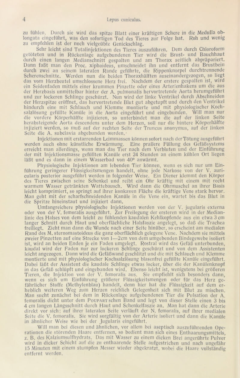 zu fühlen. Durch sie wird das spitze Blatt einer kräftigen Schere in die Medulla ob- longata eingeführt, was den sofortigen Tod des Tieres zur Folge hat. Roh und wenig zu empfehlen ist der noch vielgeübte Genickschlag. Sehr leicht sind Totalinjektionen des Tieres auszuführen. Dem durch Chloroform getöteten und in Rückenlage aufgebundenen Tier wird die Brust- und Bauchhaut durch einen langen Medianschnitt gespalten und am Thorax seitlich abpräpariert. Dann faßt man den Proc. xiphoideus, umschneidet ihn und entfernt das Brustbein durch zwei an seinem lateralen Rande geführte, die Rippenknorpel durchtrennende Scherenschnitte. Werden nun die beiden Thoraxhälften auseinandergezogen, so liegt das vom Herzbeutel umschlossene Herz frei. Nachdem der erstere gespalten ist, wird ein Seidenfaden mittels einer krummen Pinzette oder eines Arterienhakens um die aus der Herzbasis unmittelbar hinter der A. pulmonalis hervortretende Aorta herumgeführt und zur lockeren Schlinge geschürzt. Nun wird der linke Ventrikel durch Abschneiden der Herzspitze eröffnet, das hervortretende Blut gut abgetupft und durch den Ventrikel hindurch eine mit Schlauch und Klemme montierte und mit physiologischer Koch- salzlösung gefüllte Kanüle in die Aorta eingeführt und eingebunden. Will man nur die vordere Körperhälfte injizieren, so unterbindet man die auf der linken Seite herabsteigende Aorta descendens unter dem Herzen, soll nur die hintere Körperhälfte injiziert werden, so muß auf der rechten Seite der Truncus anotiymus, auf der linken Seite die A. subclavia abgebunden werden.1 Injektionen mit erstarrenden Leimmassen können sofort nach derTötung ausgeführt werden auch ohne künstliche Erwärmung. Eine prallere Füllung des Gefäßsystems erreicht man allerdings, wenn man das Tier nach dem Verbluten und der Einführung der mit Injektionsmasse gefüllten Kanüle erst 24 Stunden an einem kühlen Ort liegen läßt und es dann in einem Wasserbad von 40° anwärmt. Physiologische Injektionen am lebenden Tier können, wenn es sich nur um Ein- führung geringerer Flüssigkeitsmengen handelt, ohne jede Narkose von der V. auri- cularis posterior ausgeführt werden in folgender Weise. Ein Diener klemmt den Körper des Tieres zwischen seine Schenkel und reibt ein Ohr kräftig mit einem mit recht warmem Wasser getränkten Wattebausch. Wird dann die Ohrmuschel an ihrer Basis leicht komprimiert, so springt auf ihrer konkaven Fläche die kräftige Vene stark hervor. Man geht mit der scharfschneidenden Kanüle in die Vene ein, wartet bis das Blut in die Spritze hineinstaut und injiziert dann. Umfangreichere physiologische Injektionen werden von der V. jugularis externa oder von der V. femoralis ausgeführt. Zur Freilegung der ersteren wird in der Median- linie des Halses von dem leicht zu fühlenden kaudalen Kehlkopfende aus ein etwra 3 cm langer Schnitt durch Haut und oberflächliche Halsfaszie angelegt, so daß die Trachea freiliegt. Zieht man dann die Wunde nach einer Seite hinüber, so erscheint am medialen Rand des M. sternomastoideus die ganz oberflächlich gelegene Vene. Nachdem sie mittels zweier Pinzetten auf eine Strecke von 1—2cm von dem umgebenden Bindegewebe isoliert ist, wird an beiden Enden je ein Faden umgelegt. Rostral wird das Gefäß unterbunden, kaudal wird der Faden nur zur lockeren Schlinge geschürzt und von dem Assistenten leicht angezogen. Dann wird die Gefäßwand geschlitzt und die mit Schlauch und Klemme montierte und mit physiologischer Kochsalzlösung blasenfrei gefüllte Kanüle eingeführt. Dabei läßt der Assistent die kaudale Schlinge etwas locker, über die der Kanülenknopf in das Gefäß schlüpft und eingebunden wird. Ebenso leicht ist, wenigstens bei größeren Tieren, die Injektion von der V. femoralis aus. Sie empfiehlt sich besonders dann, wenn es sich um Einführung größerer Flüssigkeitsmengen oder für das Herz ge- fährlicher Stoffe (Methylenblau) handelt, denn hier hat die Flüssigkeit auf dem er- heblich weiteren Weg zum Herzen reichlich Gelegenheit sich mit Blut zu mischen. Man sucht zunächst bei dem in Rückenlage aufgebundenen Tier die Pulsation der A. femoralis dicht unter dem Poupart sehen Band und legt von dieser Stelle einen 3 bis 4 cm langen Längsschnitt durch Haut und Schenkelfaszie an. Man hat dann die Arterie direkt vor sich; auf ihrer lateralen Seite verläuft der N. femoralis, auf ihrer medialen Seite die V. femoralis. Sie wird sorgfältig von der Arterie isoliert und dann die Kanüle in ähnlicher Weise wie bei der Jugularis eingeführt. Will man bei diesen und ähnlichen, vor allem bei aseptisch auszuführenden Ope- rationen die störenden Haare entfernen, so bedient man sich eines Enthaarungsmittels, z. B. des Kalziumsulfhydrats. Das mit Wasser zu einem dicken Brei angerührte Pulver wird in dicker Schicht auf die zu enthaarende Stelle aufgestrichen und nach ungefähr 15 Minuten mit einem stumpfen Messer wieder abgekratzt, wobei die Haare vollständig entfernt werden.