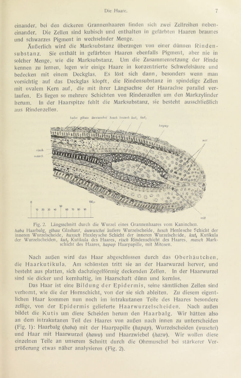 einander, bei den dickeren Grannenhaaren finden sich zwei Zellreihen neben- einander. Die Zellen sind kubisch und enthalten in gefärbten Haaren braunes und schwarzes Pigment in wechselnder Menge. Äußerlich wird die Marksubstanz überzogen von einer dünnen Rinden- substanz. Sie enthält in gefärbten Haaren ebenfalls Pigment, aber nie in solcher Menge, wie die Marksubstanz. Um die Zusammensetzung der Rinde kennen zu lernen, legen wir einige Haare in konzentrierte Schwefelsäure und bedecken mit einem Deckglas. Es löst sich dann, besonders wenn man vorsichtig auf das Deckglas klopft, die Rindensubstanz in spindelige Zellen mit ovalem Kern auf, die mit ihrer Längsachse der Haarachse parallel ver- laufen. Es liegen so mehrere Schichten von Rindenzellen um den Markzylinder herum. In der Haarspitze fehlt die Marksubstanz, sie besteht ausschließlich aus Rindenzellen. haha glhau duicuschei hesch huxseh kuty kut. Fig. 2. Längsschnitt durch die Wurzel eines Grannenhaares vom Kaninchen. Iiaba Haarbalg, glhau Glashaut, äuwuschei äußere Wurzelscheide, hesch Henlesche Schicht der inneren Wurzelscheide, huxseh Huxleysche Schicht der inneren Wurzelscheide, A'uf, Kutikula der Wurzelscheiden, kut? Kutikula des Haares, risch Rindenschicht des Haares, masch Mark- schicht des Haares, hapap Haarpapille, mit Mitosen. Nach außen wird das Haar abgeschlossen durch das Oberhäutchen, die Haarkutikula. Am schönsten tritt sie an der Haarwurzel hervor, und besteht aus platten, sich dachziegelförmig deckenden Zellen. In der Haarwurzel sind sie dicker und kernhaltig, im Haarschaft dünn und kernlos. Das Haar ist eine Bildung der Epidermis, seine sämtlichen Zellen sind verhornt, wie die der Hornschicht, von der sie sich ableiten. Zu diesem eigent- lichen Haar kommen nun noch im intrakutanen Teile des Haares besondere zellige, von der Epidermis gelieferte Haarwurzelscheiden. Nach außen bildet die Kutis um diese Scheiden herum den Haarbalg. Wir hätten also an dem intrakutanen Teil des Haares von außen nach innen zu unterscheiden (Fig. 1): Haarbalg (Iiaba) mit der Haarpapille (hapap), Wurzelscheiden (ivuschci) und Haar mit Haarwurzel (liawu) und Haarzwiebel (hazw). Wir wollen diese einzelnen Teile an unserem Schnitt durch die Ohrmuschel bei stärkerer Ver- größerung etwas näher analysieren (Fig. 2).