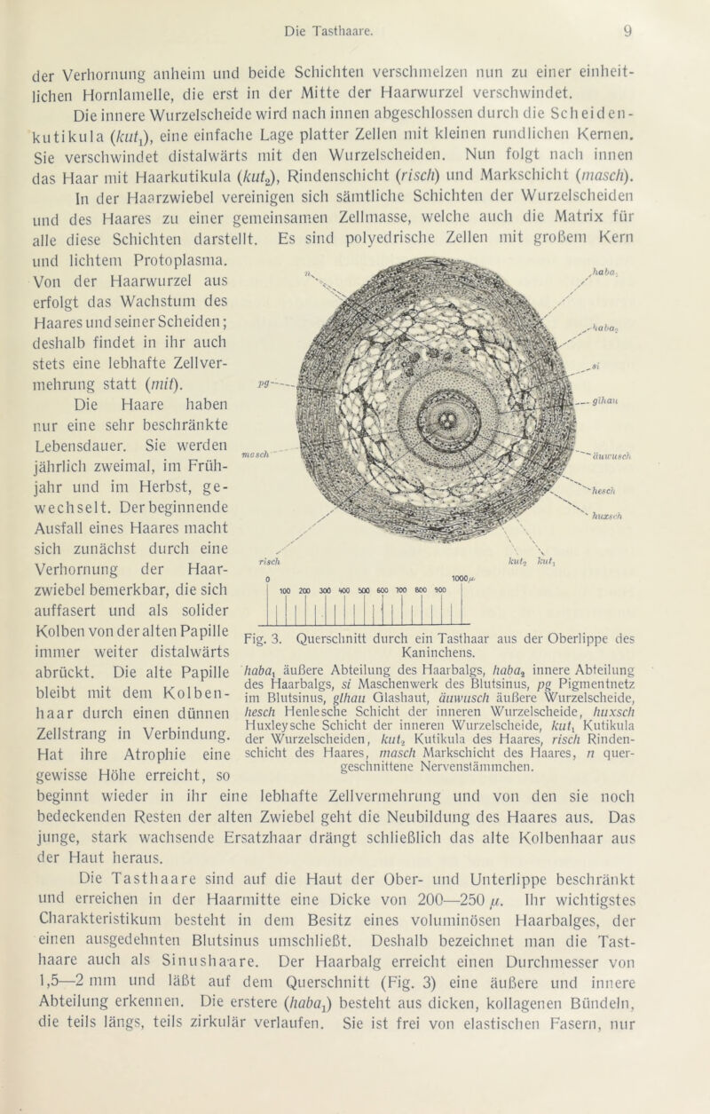 der Verhornung anheim und beide Schichten verschmelzen nun zu einer einheit- lichen Hornlamelle, die erst in der Mitte der Haarwurzel verschwindet. Die innere Wurzelscheide wird nach innen abgeschlossen durch die Sch ei den- kutikula (kütj, eine einfache Lage platter Zellen mit kleinen rundlichen Kernen. Sie verschwindet distalwärts mit den Wurzelscheiden. Nun folgt nach innen das Haar mit Haarkutikula (kut2), Rindenschicht (risch) und Markschicht (masch). In der Haarzwiebel vereinigen sich sämtliche Schichten der Wurzelscheiden und des Haares zu einer gemeinsamen Zellmasse, welche auch die Matrix für alle diese Schichten darstellt. Es sind polyedrische Zellen mit großem Kern und lichtem Protoplasma. Von der Haarwurzel aus erfolgt das Wachstum des Haares und seiner Scheiden; deshalb findet in ihr auch stets eine lebhafte Zellver- mehrung statt (mit). Die Haare haben nur eine sehr beschränkte Lebensdauer. Sie werden jährlich zweimal, im Früh- jahr und im Herbst, ge- wechselt. Der beginnende Ausfall eines Haares macht sich zunächst durch eine Verhornung der Haar- zwiebel bemerkbar, die sich auffasert und als solider Kolben von der alten Papille immer weiter distalwärts abrückt. Die alte Papille bleibt mit dem Kolben- haar durch einen dünnen Zellstrang in Verbindung. Hat ihre Atrophie eine gewisse Höhe erreicht, so beginnt wieder in ihr eine lebhafte Zellvermehrung und von den sie noch bedeckenden Resten der alten Zwiebel geht die Neubildung des Haares aus. Das junge, stark wachsende Ersatzhaar drängt schließlich das alte Kolbenhaar aus der Haut heraus. Die Ta st haare sind auf die Haut der Ober- und Unterlippe beschränkt und erreichen in der Haarmitte eine Dicke von 200—250 fj. Ihr wichtigstes Charakteristikum besteht in dem Besitz eines voluminösen Haarbalges, der einen ausgedehnten Blutsinus umschließt. Deshalb bezeichnet man die Tast- haare auch als Sinushaare. Der Haarbalg erreicht einen Durchmesser von 1,5—2 mm und läßt auf dem Querschnitt (Fig. 3) eine äußere und innere Abteilung erkennen. Die erstere (haba^) besteht aus dicken, kollagenen Bündeln, die teils längs, teils zirkulär verlaufen. Sie ist frei von elastischen Fasern, nur pg—- mosch ~ haba baba. glhan  äuwusch hesch ' huxsch risch o kut2 kut, 1000«. 100 200 300 900 500 600 100 800 900 Fig. 3. Querschnitt durch ein Tasthaar aus der Oberlippe des Kaninchens. habax äußere Abteilung des Haarbalgs, haba2 innere Abteilung des Haarbalgs, si Maschenwerk des Blutsinus, pg Pigmentnetz im Blutsinus, glhau Glashaut, äuwusch äußere Wurzelscheide, hesch Henlesche Schicht der inneren Wurzelscheide, huxsch Huxleysche Schicht der inneren Wurzelscheide, kutv Kutikula der Wurzelscheiden, kut2 Kutikula des Haares, risch Rinden- schicht des Haares, masch Markschicht des Haares, n quer- geschnittene Nervenslämmchen.