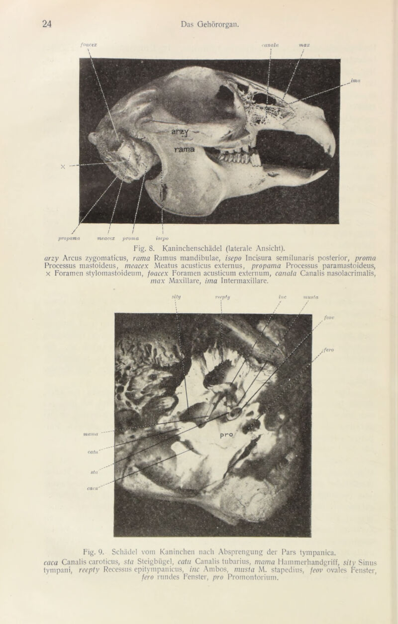 Fig. 8. Kaninchenschädel (laterale Ansicht). arzy Arcus zygoniaticus, rama Ramus mandibulae, isepo Incisura semilunaris posterior, proma Processus mastoideus, meacex Meatus acusticus externus, propama Processus paramastoideus, x Foramen stylomastoideum, foacex Foramen acusticum externum, canala Canalis nasolacrimalis, max Maxillare, ima Intermaxillare. mama catu' Std caca'' fero reepty m uxta Fig. 9. Schädel vom Kaninchen nach Absprengung der Pars tympanica. caca Canalis caroticus, sta Steigbügel, catu Canalis tubarius, mama Hammerhandgriff, sity Sinus tympani, reepty Recessus epitympanicus, inc Ambos, musta M. stapedius, feov ovales Fenster, fero rundes Fenster, pro Promontorium.