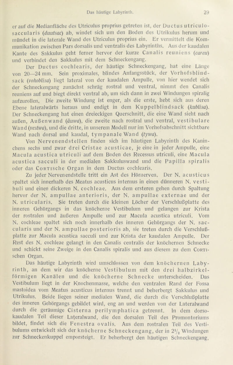 er auf die Medianfiäche des Utriculus proprius getreten ist, der Ductus utriculo- saccularis (duutsac) ab, windet sich um den Boden des Utrikulus herum und mündet in die laterale Wand des Utriculus proprius ein. Er vermittelt die Kom- munikation zwischen Pars dorsalis und ventralis des Labyrinths. Aus der kaudalen Kante des Sakkulus geht ferner hervor der kurze Canalis reuniens (careu) und verbindet den Sakkulus mit dem Schneckengang. Der Ductus cochlearis, der häutige Schneckengang, hat eine Länge von 20—24 mm. Sein proximales, blindes Anfangsstück, der Vorhofsblind- sack (vohoblisa) liegt lateral von der kaudalen Ampulle, von hier wendet sich der Schneckengang zunächst schräg rostral und ventral, nimmt den Canalis reuniens auf und biegt direkt ventral ab, um sich dann in zwei Windungen spiralig aufzurollen. Die zweite Windung ist enger, als die erste, hebt sich aus deren Ebene lateralwärts heraus und endigt in dem Kuppelblindsack (kublisa). Der Schneckengang hat einen dreieckigen Querschnitt, die eine Wand sieht nach außen, Außenwand (äuwa), die zweite nach rostral und ventral, vestibuläre Wand (vestwa), und die dritte, in unserem Modell nur im Vorhofsabschnitt sichtbare Wand nach dorsal und kaudal, tympanale Wand (tywa). Von Nervenendstellen finden sich im häutigen Labyrinth des Kanin- chens sechs und zwar drei Cristae acusticae, je eine in jeder Ampulle, eine Macula acustica utriculi auf dem Boden des Recessus utriculi, eine Macula acustica sacculi in der medialen Sakkuluswand und die Papilla spiralis oder das CoRTische Organ in dem Ductus cochlearis. Zu jeder Nervenendstelle tritt ein Ast des Hörnerven. Der N. acusticus spaltet sich innerhalb des Meatus acusticus internus in einen dünneren N. vesti- buli und einen dickeren N. cochleae. Aus dem ersteren gehen durch Spaltung hervor der N. ampullae anterioris, der N. ampullae externae und der N. utricularis. Sie treten durch die kleinen Löcher der Verschlußplatte des inneren Gehörgangs in das knöcherne Vestibulum und gelangen zur Krista der rostralen und äußeren Ampulle und zur Macula acustica utriculi. Vom N. cochleae spaltet sich noch innerhalb des inneren Gehörgangs der N. sac- cularis und der N. ampullae posterioris ab, sie treten durch die Verschluß- platte zur Macula acustica sacculi und zur Krista der kaudalen Ampulle. Der Rest des N. cochleae gelangt in den Canalis centralis der knöchernen Schnecke und schickt seine Zweige in den Canalis spiralis und aus diesem zu dem Corti- schen Organ. Das häutige Labyrinth wird umschlossen von dem knöchernen Laby- rinth, an dem wir das knöcherne Vestibulum mit den drei halbzirkel- förmigen Kanälen und die knöcherne Schnecke unterscheiden. Das Vestibulum liegt in der Knochenmasse, welche den ventralen Rand der Fossa mastoidea vom Meatus acusticus internus trennt und beherbergt Sakkulus und Utrikulus. Beide liegen seiner medialen Wand, die durch die Verschlußplatte des inneren Gehörgangs gebildet wird, eng an und werden von der Lateralwand durch die geräumige Cisterna perilymphatica getrennt. In dem dorso- kaudalen Teil dieser Lateralwand, die den dorsalen Teil des Promontoriums bildet, findet sich die Fenestra ovalis. Aus dem rostralen Teil des Vesti- bulums entwickelt sich der knöcherne Schneckengang, der in 2y2 Windungen zur Schneckenkuppel emporsteigt. Er beherbergt den häutigen Schneckengang,