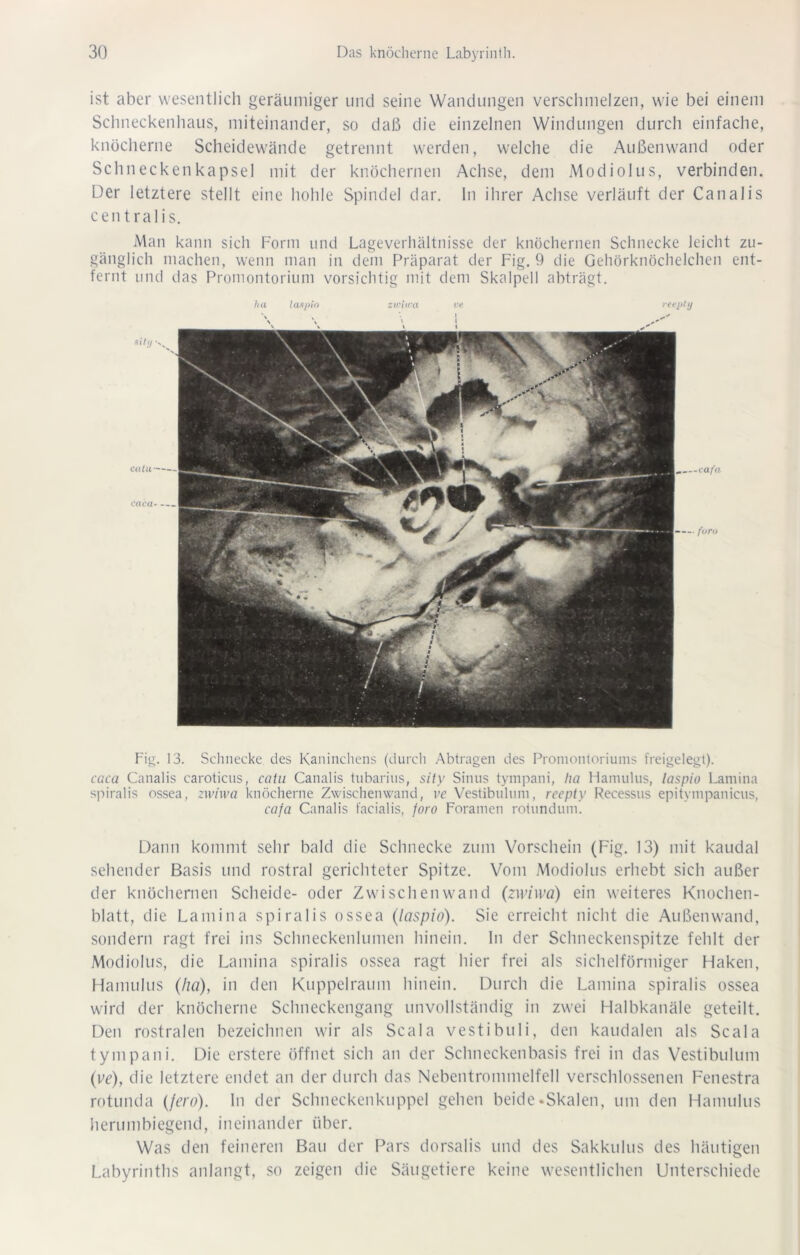 ist aber wesentlich geräumiger und seine Wandungen verschmelzen, wie bei einem Schneckenhaus, miteinander, so daß die einzelnen Windungen durch einfache, knöcherne Scheidewände getrennt werden, welche die Außenwand oder Schneckenkapsel mit der knöchernen Achse, dem Modiolus, verbinden. Der letztere stellt eine hohle Spindel dar. ln ihrer Achse verläuft der Canalis centralis. Man kann sich Form und Lageverhältnisse der knöchernen Schnecke leicht zu- gänglich machen, wenn man in dem Präparat der Fig. 9 die Gehörknöchelchen ent- fernt und das Promontorium vorsichtig mit dem Skalpell abträgt. laspio zwuca reepty Fig. 13. Schnecke des Kaninchens (durch Abtragen des Promontoriums freigelegt). caca Canalis caroticus, catu Canalis tubarius, sity Sinus tympani, ha Hamulus, laspio Lamina spiralis ossea, zwhva knöcherne Zwischenwand, ve Vestibulnm, reepty Recessus epitympanicus, eafa Canalis facialis, foro Foramen rotundum. Dann kommt sehr bald die Schnecke zum Vorschein (Fig. 13) mit kaudal sehender Basis und rostral gerichteter Spitze. Vom Modiolus erhebt sich außer der knöchernen Scheide- oder Zwischenwand (zwiwa) ein weiteres Knochen- blatt, die Lamina spiralis ossea (laspio). Sie erreicht nicht die Außenwand, sondern ragt frei ins Schneckenlumen hinein, ln der Schneckenspitze fehlt der Modiolus, die Lamina spiralis ossea ragt hier frei als sichelförmiger Haken, Hamulus (ha), in den Kuppelraum hinein. Durch die Lamina spiralis ossea wird der knöcherne Schneckengang unvollständig in zwei Halbkanäle geteilt. Den rostralen bezeichnen wir als Scala vestibuli, den kaudalen als Scala tympani. Die erstere öffnet sich an der Schneckenbasis frei in das Vestibulnm (ve), die letztere endet an der durch das Nebentrommelfell verschlossenen Fenestra rotunda (jero). ln der Schneckenkuppel gehen beide .Skalen, um den Hamulus herumbiegend, ineinander über. Was den feineren Bau der Pars dorsalis und des Sakkulus des häutigen Labyrinths anlangt, so zeigen die Säugetiere keine wesentlichen Unterschiede