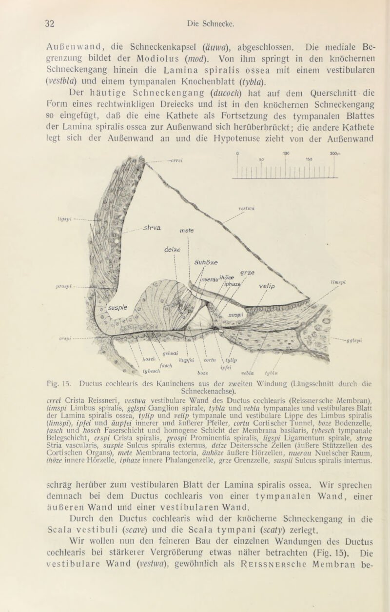 Außenwand, die Sclineckenkapsel (äuwä), abgeschlossen. Die mediale Be- grenzung bildet der Modiolus (mod). Von ihm springt in den knöchernen Schneckengang hinein die Lamina spiralis ossea mit einem vestibulären (vestbla) und einem tympanalen Knochenblatt (tybla). Der häutige Schneckengang (ducoch) hat auf dem Querschnitt die Form eines rechtwinkligen Dreiecks und ist in den knöchernen Schneckengang so eingefügt, daß die eine Kathete als Fortsetzung des tympanalen Blattes der Lamina spiralis ossea zur Außenwand sich herüberbrückt; die andere Kathete legt sich der Außenwand an und die Hypotenuse zieht von der Außenwand ’crrei suzp II 100 vestwa ligspi pro.spi er.ipi — ISO srrva mete deize äuhöze /! .. .. 9rze .ihoze / /iphazf ve//p ' / / / * ' : syr 200// limspi gglspi \ gehsai hosch \ äupfei cortu \ tylix> fasch '> ipfei ® «• (yhesch boze vebla tybla Fig. 15. Duclus cochlearis des Kaninchens aus der zweiten Windung (Längsschnitt durch die Schneckenachse). crrei Crista Reissneri, vestwa vestibuläre Wand des Ductus cochlearis (Reissnersche Membran), timspi Limbus spiralis, gglspi Ganglion spirale, tybla und vebla tympanales und vestibuläres Blatt der Lamina spiralis ossea, tylip und velip tympanale und vestibuläre Lippe des Limbus spiralis (limspi), ipfei und äupfei innerer und äußerer Pfeiler, cortu Cortischer Tunnel, boze Bodenzelle, fasch und hosch Faserschicht und homogene Schicht der Membrana basilaris, tybesch tympanale Belegschicht, crspi Crista spiralis, prospi Prominentia spiralis, ligspi Ligamentum spirale, strva Stria vascularis, suspie Sulcus spiralis externus, deize Deiterssche Zellen (äußere Stützzellen des Corti sehen Organs), mete Membrana tectoria, äuhöze äußere Hörzellen, nuerau Nuelscher Raum, ihöze innere Hörzelle, iphaze innere Phalangenzelle, grze Grenzzelle, suspii Sulcus spiralis internus. schräg herüber zum vestibulären Blatt der Lamina spiralis ossea. Wir sprechen demnach bei dem Ductus cochlearis von einer tympanalen Wand, einer äußeren Wand und einer vestibulären Wand. Durch den Ductus cochlearis wild der knöcherne Schneckengang in die Scala vestibuli (scave) und die Scala tympani (scaty) zerlegt. Wir wollen nun den feineren Bau der einzelnen Wandungen des Ductus cochlearis bei stärket er Vergrößerung etwas näher betrachten (Fig. 15). Die vestibuläre Wand (vestwa), gewöhnlich als ReissnerscIic Membran be-