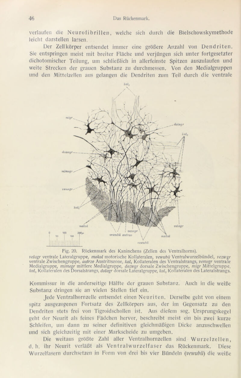 verlaufen die Neurofibrillen, welche sich durch die Bielschowskymethode leicht darstellen lassen. Der Zellkörper entsendet immer eine größere Anzahl von Dendriten. Sie entspringen meist mit breiter Fläche und verjüngen sich unter fortgesetzter dichotomischer Teilung, um schließlich in allerfeinste Spitzen auszulaufen und weite Strecken der grauen Substanz zu durchmessen. Von den Medialgruppen und den Mittelzellen aus gelangen die Dendriten zum Teil durch die ventrale kol3 \ \ mimeg r,^ \ / i \ • i vezwgr \ vemibü autrzo V vcwuhii dozwyr— veme.gr mokol 0 100 200«. so ISO lül Uli liii liii I I I I I velagr mokol -V X mujr. dolagr koL A ' i> -/./ Fig. 20. Rückenmark des Kaninchens (Zellen des Ventralhorns). velagr ventrale Lateralgruppe, mokol motorische Kollateralen, vewubii Ventralwurzelbündel, vezwgr ventrale Zwischengruppe, autrzo Austrittszone, kolx Kollateralen des Ventralstrangs, vemegr ventrale Medialgruppe, mimegr mittlere Medialgruppe, dozwgr dorsale Zwischengruppe, migr Mittelgruppe, kola Kollateralen des Dorsalstrangs, dolagr dorsale Lateralgruppe, koL Kollateralen des Lateralstrangs. Kommissur in die anderseitige Hälfte der grauen Substanz. Auch in die weiße Substanz dringen sie an vielen Stellen tief ein. Jede Ventralhornzelle entsendet einen Neuriten. Derselbe geht von einem spitz ausgezogenen Fortsatz des Zellkörpers aus, der im Gegensatz zu den Dendriten stets frei von Tigroidschollen ist. Aus dieSem sog. Ursprungskegel geht der Neurit als feines Fädchen hervor, beschreibt meist ein bis zwei kurze Schleifen, um dann zu seiner definitiven gleichmäßigen Dicke anzuschwellen und sich gleichzeitig mit einer Markscheide zu umgeben. Die weitaus größte Zahl aller Ventralhornzellen sind Wurzel zellen, d. h. ihr Neurit verläßt als Ventralwurzelfaser das Rückenmark. Diese Wurzelfasern durchsetzen in Form von drei bis vier Bündeln (vewubii) die weiße