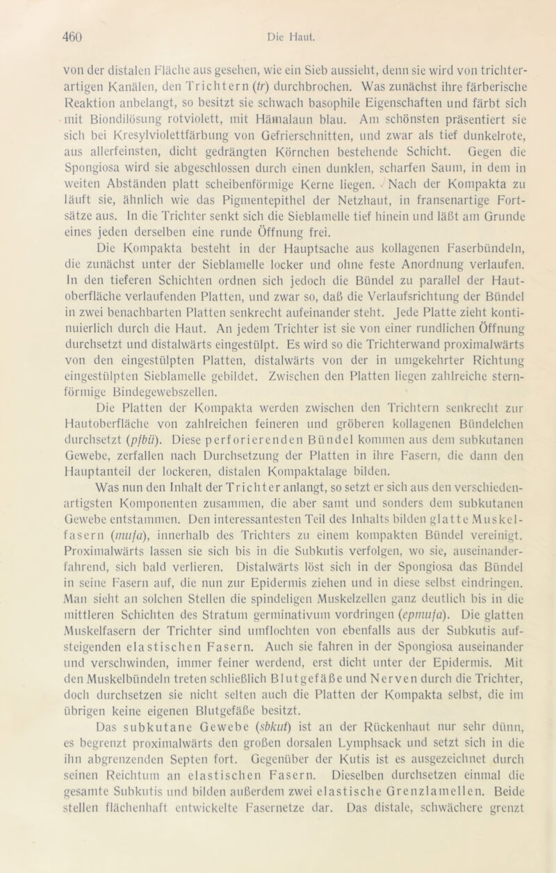 von der distalen Fläche aus gesehen, wie ein Sieb aussieht, denn sie wird von trichter- artigen Kanälen, den Trichtern (tr) durchbrochen. Was zunächst ihre färberische Reaktion anbelangt, so besitzt sie schwach basophile Eigenschaften und färbt sich mit Biondilösung rotviolett, mit Hämalaun blau. Am schönsten präsentiert sie sich bei Kresylviolettfärbung von Gefrierschnitten, und zwar als tief dunkelrote, aus allerfeinsten, dicht gedrängten Körnchen bestehende Schicht. Gegen die Spongiosa wird sie abgeschlossen durch einen dunklen, scharfen Saum, in dem in weiten Abständen platt scheibenförmige Kerne liegen. . Nach der Kompakta zu läuft sie, ähnlich wie das Pigmentepithel der Netzhaut, in fransenartige Fort- sätze aus. In die Trichter senkt sich die Sieblamelle tief hinein und läßt am Grunde eines jeden derselben eine runde Öffnung frei. Die Kompakta besteht in der Hauptsache aus kollagenen Faserbündeln, die zunächst unter der Sieblamelle locker und ohne feste Anordnung verlaufen. In den tieferen Schichten ordnen sich jedoch die Bündel zu parallel der Haut- oberfläche verlaufenden Platten, und zwar so, daß die Verlaufsrichtung der Bündel in zwei benachbarten Platten senkrecht aufeinander steht. Jede Platte zieht konti- nuierlich durch die Haut. An jedem Trichter ist sie von einer rundlichen Öffnung durchsetzt und distalwärts eingestülpt. Es wird so die Trichterwand proximalwärts von den eingestülpten Platten, distalwärts von der in umgekehrter Richtung eingestülpten Sieblamelle gebildet. Zwischen den Platten liegen zahlreiche stern- förmige Bindegewebszellen. Die Platten der Kompakta werden zwischen den Trichtern senkrecht zur Hautoberfläche von zahlreichen feineren und gröberen kollagenen Bündelchen durchsetzt {pjbii). Diese perforierenden Bündel kommen aus dem subkutanen Gewebe, zerfallen nach Durchsetzung der Platten in ihre Fasern, die dann den Hauptanteil der lockeren, distalen Kompaktalage bilden. Was nun den Inhalt der Trichter anlangt, so setzt er sich aus den verschieden- artigsten Komponenten zusammen, die aber samt und sonders dem subkutanen Gewebe entstammen. Den interessantesten Teil des Inhalts bilden glatte Muskel- fasern (iniifa), innerhalb des Trichters zu einem kompakten Bündel vereinigt. Proximalwärts lassen sie sich bis in die Subkutis verfolgen, wo sie, auseinander- fahrend, sich bald verlieren. Distalwärts löst sich in der Spongiosa das Bündel in seine Fasern auf, die nun zur Epidermis ziehen und in diese selbst eindringen. Man sieht an solchen Stellen die spindeligen Muskelzellen ganz deutlich bis in die mittleren Schichten des Stratum germinativum Vordringen (epmufa). Die glatten Muskelfasern der Trichter sind umflochten von ebenfalls aus der Subkutis auf- steigenden elastischen Fasern. Auch sie fahren in der Spongiosa auseinander und verschwinden, immer feiner werdend, erst dicht unter der Epidermis. Mit den Muskelbündeln treten schließlich Blutgefäße und Nerven durch die Trichter, doch durchsetzen sie nicht selten auch die Platten der Kompakta selbst, die im übrigen keine eigenen Blutgefäße besitzt. Das subkutane Gewebe {sbkut) ist an der Rückenhaut nur sehr dünn, es begrenzt proximalwärts den großen dorsalen Lymphsack und setzt sich in die ihn abgrenzenden Septen fort. Gegenüber der Kutis ist es ausgezeichnet durch seinen Reichtum an elastischen Fasern. Dieselben durchsetzen einmal die gesamte Subkutis und bilden außerdem zwei elastische Grenzlamellen. Beide stellen flächenhaft entwickelte Fasernetze dar. Das distale, schwächere grenzt