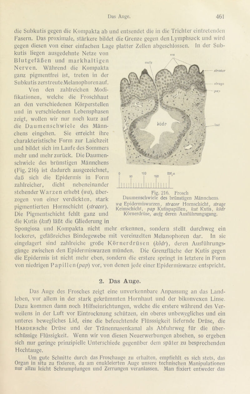 stracur strage pa') kiit die Subkutis gegen die Koinpakta ab und entsendet die in die Tricliter eintretenden Fasern. Das proximale, stärkere bildet die Grenze gegen den Lyinphsack und wird gegen diesen von einer einfachen Lage platter Zellen abgeschlossen, ln der Sub- kutis liegen ausgedehnte Netze von Blutgefäßen und markhaltigen Nerven. Während die Koinpakta ganz pigmentfrei ist, treten in der Subkutis zerstreute Melanophorenauf. Von den zahlreichen Modi- fikationen, welche die Froschhaut an den verschiedenen Körperstellen und in verschiedenen Lebensphasen zeigt, wollen wir nur noch kurz auf die Daumenschwiele des Männ- chens eingehen. Sie erreicht ihre charakteristische Form zur Laichzeit und bildet sich im Laufe des Sommers mehr und mehr zurück. Die Daumen- schwiele des brünstigen Männchens (Fig. 216) ist dadurch ausgezeichnet, daß sich die Epidermis in Form zahlreicher, dicht nebeneinander stehender Warzen erhebt (wa), über- zogen von einer verdickten, stark pigmentierten Hornschicht (stracor). Die Pigmentschicht fehlt ganz und die Kutis (kut) läßt die Gliederung in Spongiosa und Kompakta nicht mehr erkennen, sondern stellt durchweg ein lockeres, gefäßreiches Bindegewebe mit vereinzelten Melanophoren dar. ln sie eingelagert sind zahlreiche große Körnerdrüsen (ködr), deren Ausführungs- gänge zwischen den Epidermiswarzen münden. Die Grenzfläche der Kutis gegen die Epidermis ist nicht mehr eben, sondern die erstere springt in letztere in Form von niedrigen Papillen (pap) vor, von denen jede einer Epidermiswarze entspricht. Fig. 216. Frosch Daumenschwiele des brünstigen Männchens. ii’a Epidermiswarzen, stracor Hornschicht, strage Keimschicht, pap Kutispapillen, kut Kutis, ködr Körnerdrüse, aiifg deren Ausführungsgang. 2. Das Auge. Das Auge des Frosches zeigt eine unverkennbare Anpassung an das Land- leben, vor allem in der stark gekrümmten Hornhaut und der bikonvexen Linse. Dazu kommen dann noch Hilfseinrichtungen, welche die erstere während des Ver- weilens in der Luft vor Eintrocknung schützen, ein oberes unbewegliches und ein unteres bewegliches Lid, eine die befeuchtende Flüsssigkeit liefernde Drüse, die Harder sehe Drüse und der Tränennasenkanal als Abfuhrweg für die über- schüssige Flüssigkeit. Wenn wir von diesen Neuerwerbungen absehen, so ergeben sich nur geringe prinzipielle Unterschiede gegenüber dem später zu besprechenden Hechtauge. Um gute Schnitte durch das Froschauge zu erhalten, empfiehlt es sich stets, das Organ in situ zu fixieren, da am enukleierten Auge unsere technischen Manipulationen nur allzu leicht Schrumpfungen und Zerrungen veranlassen. Man fixiert entweder das