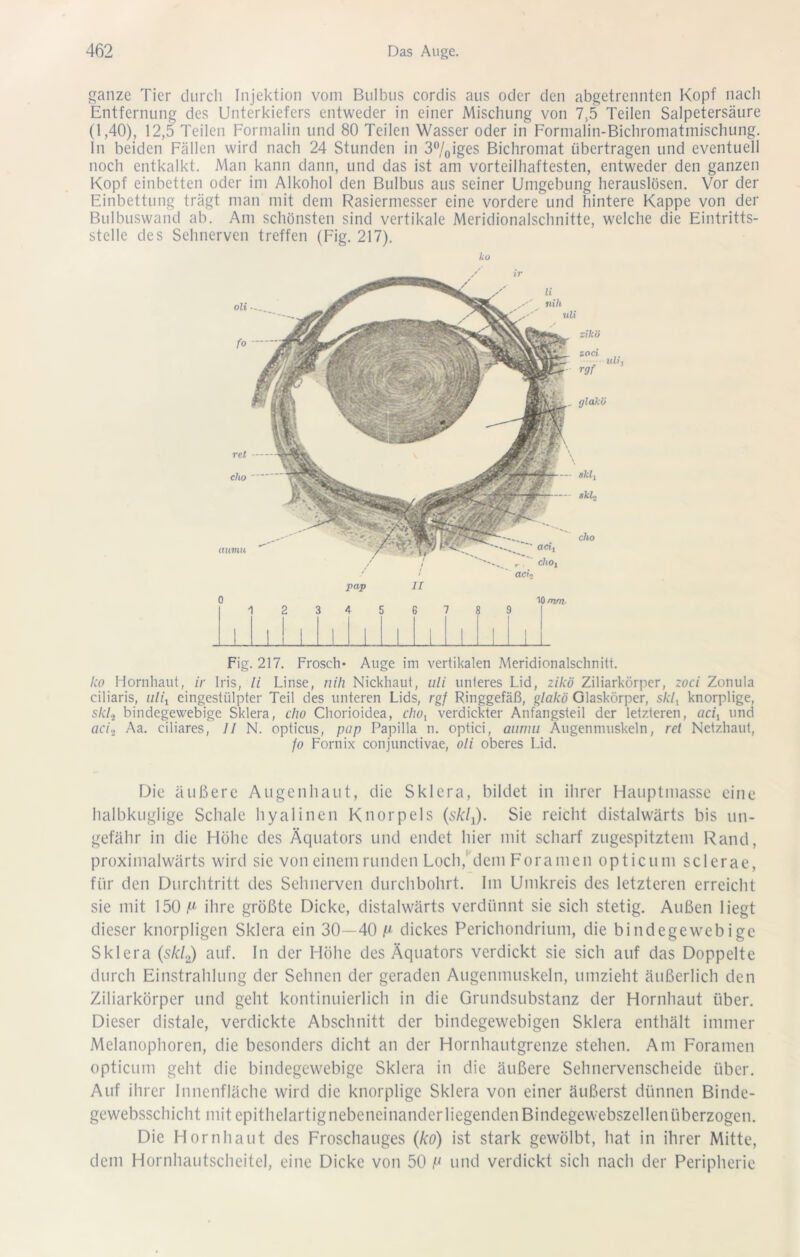 ganze Tier durch Injektion vom Bulbus cordis aus oder den abgetrennten Kopf nach Entfernung des Unterkiefers entweder in einer Mischung von 7,5 Teilen Salpetersäure (1,40), 12,5 Teilen Forinalin und 80 Teilen Wasser oder in Fornialin-Bichromatinischung. In beiden Fällen wird nach 24 Stunden in 3%iges Bichromat übertragen und eventuell noch entkalkt. Man kann dann, und das ist am vorteilhaftesten, entweder den ganzen Kopf einbetten oder im Alkohol den Bulbus aus seiner Umgebung herauslösen. Vor der Einbettung trägt man mit dem Rasiermesser eine vordere und hintere Kappe von der Bulbuswand ab. Am schönsten sind vertikale Meridionalschnitte, welche die Eintritts- stelle des Sehnerven treffen (Fig. 217). ko gldkö jtap 10/72/7?. zihö zoci rgf (umu Fig. 217. Frosch* Auge im vertikalen Meridionalschnitt. ko Hornhaut, ir Iris, li Linse, nili Nickhaut, uli unteres Lid, zikö Ziliarkörper, zoci Zonula ciliaris, n/h eingestülpter Teil des unteren Lids, rgf Ringgefäß, glakö Glaskörper, sAV, knorplige, sA/j bindegewebige Sklera, cho Chorioidea, chOi verdickter Anfangsteil der letzteren, acii und aci«. Aa. ciliares, // N. opticus, pap Papilla n. optici, aiirnu Augenmuskeln, ret Netzhaut, /o Fornix conjunctivae, oli oberes Lid. Die äußere Augenhaut, die Sklera, bildet in ihrer Hauptmasse eine halbkuglige Schale hyalinen Knorpels (skl^). Sie reicht distalwärts bis un- gefähr in die Höhe des Äquators und endet hier mit scharf zugespitztem Rand, proximalwärts wird sie von einem runden Locli,^dem Fora men opticum sclerae, für den Durchtritt des Sehnerven durchbohrt. Im Umkreis des letzteren erreicht sie mit 150 ihre größte Dicke, distalwärts verdünnt sie sich stetig. Außen liegt dieser knorpligen Sklera ein 30—40 jW dickes Perichondrium, die bindegewebige Sklera (skl^) auf. In der Höhe des Äquators verdickt sie sich auf das Doppelte durch Einstrahlung der Sehnen der geraden Augenmuskeln, umzieht äußerlich den Ziliarkörper und geht kontinuierlich in die Grundsubstanz der Hornhaut über. Dieser distale, verdickte Abschnitt der bindegewebigen Sklera enthält immer Melanophoren, die besonders dicht an der Hornhautgrenze stehen. Am Foramen opticum geht die bindegewebige Sklera in die äußere Sehnervenscheide über. Auf ihrer Innenfläche wird die knorplige Sklera von einer äußerst dünnen Binde- gewebsschicht mit epithelartignebeneinander liegenden Bindegewebszellen überzogen. Die Hornhaut des Froschauges (ko) ist stark gewölbt, hat in ihrer Mitte, dem Hornhautscheitel, eine Dicke von 50 k und verdickt sich nach der Peripherie