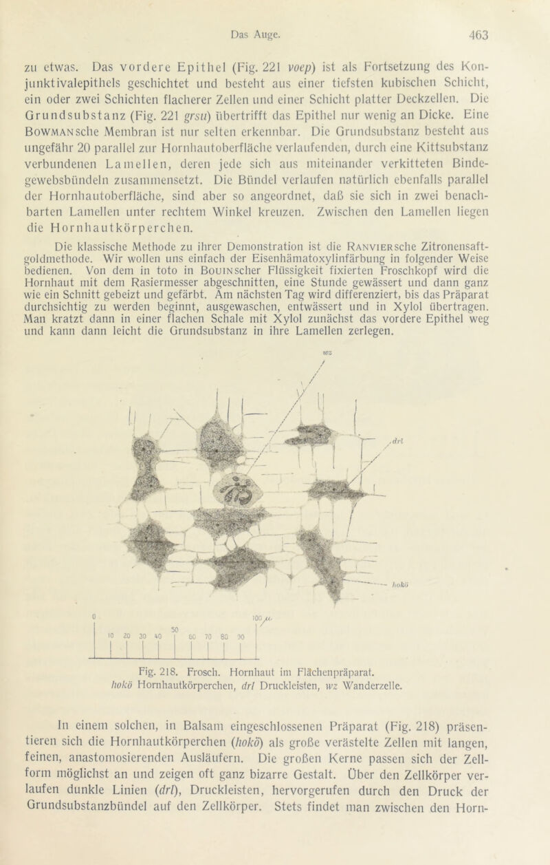 zu etwas. Das vordere Epitliel (Fig. 221 voep) ist als Fortsetzung des Kon- junktivalepithels geschichtet und besteht aus einer tiefsten kubischen Schicht, ein oder zwei Schichten flacherer Zellen und einer Schicht platter Deckzellen. Die Grundsubstanz (Fig. 221 grsu) iibertrifft das Epithel nur wenig an Dicke. Eine BowMANSche Membran ist nur selten erkennbar. Die Grundsubstanz besteht aus ungefähr 20 parallel zur Hornhautoberfläche verlaufenden, durch eine Kittsubstanz verbundenen Lamellen, deren jede sich aus miteinander verkitteten Binde- gewebsbündeln zusammensetzt. Die Bündel verlaufen natürlich ebenfalls parallel der Hornhautoberfläche, sind aber so angeordnet, daß sie sich in zwei benach- barten Lamellen unter rechtem Winkel kreuzen. Zwischen den Lamellen liegen die Hornhautkörperchen. Die klassische Methode zu ihrer Demonstration ist die RANViERSche Zitronensaft- goldmethode. Wir wollen uns einfach der Eisenhämatoxylinfärbung in folgender Weise bedienen. Von dem in toto in Boom scher Flüssigkeit fixierten Froschkopf wird die Hornhaut mit dem Rasiermesser abgeschnitten, eine Stunde gewässert und dann ganz wie ein Schnitt gebeizt und gefärbt. Am nächsten Tag wird differenziert, bis das Präparat durchsichtig zu werden beginnt, ausgewaschen, entwässert und in Xylol übertragen. Man kratzt dann in einer flachen Schale mit Xylol zunächst das vordere Epithel weg und kann dann leicht die Grundsubstanz in ihre Lamellen zerlegen. Fig. 218. Frosch. Hornhaut ini Flächenpräparat. Iiokö Hornhautkörperchen, drl Druckleisten, wz Wanderzelle. ln einem solchen, in Balsam eingeschlossenen Präparat (Fig. 218) präsen- tieren sich die Hornhautkörperchen (hoko) als große verästelte Zellen mit langen, feinen, anastomosierenden Ausläufern. Die großen Kerne passen sich der Zell- form möglichst an und zeigen oft ganz bizarre Gestalt. Über den Zellkörper ver- laufen dunkle Linien (drl), Druckleisten, hervorgerufen durch den Druck der Grundsubstanzbündel auf den Zellkörper. Stets findet man zwischen den Horn-