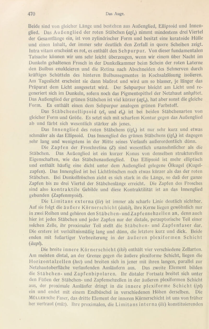 Beide sind von gleicher Länge und bestehen aus Außenglied, Ellipsoid und Innen- glied. Das Außenglied der roten Stäbchen (ög/j) nimmt mindestens drei Viertel der Gesamtlänge ein, ist von zylindrischer Form und besitzt eine keratoide Hülle und einen Inhalt, der immer sehr deutlich den Zerfall in quere Scheiben zeigt. Intra vitam erscheint es rot, es enthält den S eh pur pur. Von dieser fundamentalen Tatsache können wir uns sehr leicht überzeugen, wenn wir einem über Nacht im Dunkeln gehaltenen Frosch in der Dunkelkammer beim Schein der roten Laterne den Bulbus enukleieren und die Retina nach Abschneiden des Sehnerven durch kräftiges Schütteln des hinteren Bulbussegmentes in Kochsalzlösung isolieren. Am Tageslicht erscheint sie dann blaßrot und wird um so blasser, je länger das Präparat dem Licht ausgesetzt wird. Der Sehpurpur bleicht am Licht und re- generiert sich im Dunkeln, sofern noch das Pigmentepithel der Netzhaut anhaftet. Das Außenglied der grünen Stäbchen ist viel kürzer hat aber sonst die gleiche Form. Es enthält einen dem Sehpurpur analogen grünen Farbstoff. Das Stäbchenellipsoid (e/j und el^) ist bei beiden Stäbchenarten von gleicher Form und Größe. Es setzt sich mit scharfem Kontur gegen das Außenglied ab und färbt sich wesentlich stärker als jenes. Das Innenglied des roten Stäbchens {igl^ ist nur sehr kurz und etwas schmäler als das Ellipsoid. Das Innenglied des grünen Stäbchens (ig/2) ist dagegen sehr lang und wenigstens in der Mitte seines Verlaufs außerordentlich dünn. Die Zapfen der Froschretina (Z) sind wesentlich unansehnlicher als die Stäbchen. Das Außenglied ist ein kurzer Konus von denselben strukturellen Eigenschaften, wie das Stäbchenaußenglied. Das Ellipsoid ist mehr elliptisch und enthält häufig eine dicht unter dem Außenglied gelegene Ölkugel (Kugel- zapfen). Das Innenglied ist bei Lichtfröschen noch etwas kürzer als das der roten Stäbchen. Bei Dunkelfröschen zieht es sich stark in die Länge, so daß der ganze Zapfen bis zu drei Viertel der Stäbchenlänge erreicht. Die Zapfen des Frosches sind also kontraktile Gebilde und diese Kontraktilität ist an das Innenglied gebunden (Zapfenmyoid). Die Limitans externa (//e) ist immer als scharfe Linie deutlich sichtbar. Auf sie folgt die äußere Körnerschicht (äiikö), ihre Kerne liegen gewöhnlich nur in zwei Reihen und gehören den Stäbchen-und Zapf ensehzellen an, denn auch hier ist jedes Stäbchen und jeder Zapfen nur der distale, perzeptorische Teil einer solchen Zelle, ihr proximaler Teil stellt die Stäbchen- und Zapfenfaser dar. Die erstere ist verhältnismäßig lang und dünn, die letztere kurz und dick. Beide enden mit fußartiger Verbreiterung in der äußeren plexiformen Schicht (äupl). Die breite innere Körnerschicht (ikö) enthält vier verschiedene Zellarten. Am meisten distal, an der Grenze gegen die äußere plexiforme Schicht, liegen die Horizontalzellen (lioz) und breiten sich in jener mit ihren langen, parallel zur Netzhautoberfläche verlaufenden Ausläufern aus. Das zweite Element bilden die Stäbchen- und Zapfenbipolaren. Ihr distaler Fortsatz breitet sich unter den Füßen der Stäbchen- und Zapfensehzellen in der äußeren plexiformen Schicht aus, der proximale Ausläufer dringt in die innere plexiforme Schicht (//)/) ein und endet mit einem Endbüschel in verschiedenen Höhen derselben. Die Müller sehe Faser, das dritte Element der inneren Körnerschicht ist uns von früher her vertraut (niüz). Ihre proximalen, die Limitans interna {Ui) konstituierenden