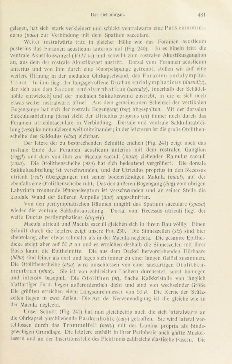 gelegen, hat sich stark verkleinert und schickt ventralwärts eine Pars coniniiini- cans (paco) zur Verbindung mit dem Spatium sacculare. Weiter rostralwärts tritt in gleicher Höhe wie das Foramen acusticum posterius das Foramen acusticum anterius auf (Fig. 240). ln es hinein tritt die ventrale Akustikuswurzel {VIfl ve) und schwillt zum rostralen Akustikusganglion an, aus dem der rostrale Akustikusast austritt. Dorsal vom Foramen acusticum anterius und von ihm durch eine Knorpelspange getrennt, stoßen wir auf eine weitere Öffnung in der medialen Ohrkapselwand, das Foramen endolympha- ticum. In ihm liegt der längsgetroffene Ductus endolymphaticus {(Iiieiidly), der sich aus dem Saccus endolymphaticus (saendly), innerhalb der Schädel- höhle entwickelt] und der medialen Sakkuluswand zustrebt, in die er sich noch etwas weiter rostralwärts öffnet. Aus dem gemeinsamen Schenkel der vertikalen Bogengänge hat sich der rostrale Bogengang (rog) abgespalten. Mit der dorsalen Sakkulusabteilung (dosa) steht der Utriculus proprius {ut) immer noch durch das Foramen utriculosacculare in Verbindung. Dorsale und ventrale Sakkulusabtei- lung (vesä) kommunizieren weit miteinander; in der letzteren ist die große Otolithen- scheibe des Sakkulus (otsä) sichtbar. Der letzte der zu besprechenden Schnitte endlich (Fig. 241) zeigt noch das rostrale Ende des Foramen acusticum anterius mit dem rostralen Ganglion (roggl) und dem von ihm zur Macula sacculi (masä) ziehenden Ramulus sacculi (rasa). Die Otolithenscheibe (otsa) hat sich bedeutend vergrößert. Die dorsale Sakkulusabteilung ist verschwunden, und der Utriculus proprius in den Recessus utriculi (reut) übergegangen mit seiner bodenständigen Makula (maut), auf der ebenfalls eine Otolithenscheibe ruht. Das den äußeren Bogengang (äug) vom übrigen Labyrinth trennende Knorpelseptum ist verschwunden und an seiner Stelle die kaudale Wand der äußeren Ampulle (äua) angeschnitten. Von den perilymphatischen Räumen umgibt das Spatium sacculare (spasa) wieder die ventrale Sakkulusabteilung. Dorsal vom Recessus utriculi liegt der weite Ductus perilymphaticus (diipely). Macula utriculi und Macula sacculi gleichen sich in ihrem Bau völlig. Einen Schnitt durch die letztere zeigt unsere Fig. 230. Die Sinneszellen (siz) sind hier ebensolang, aber etwas schmäler als in der Macula neglecta. Die gesamte Epithel- dicke steigt aber auf 50 P an und es erreichen deshalb die Sinneszellen mit ihrer Basis kaum die Epithehnitte. Die aus dem Deckel hervorstehenden Hörhaare {höhä) sind feiner als dort und legen sich immer zu einer langen Geißel zusammen. Die Otolithenscheibe (otsä) wird umschlossen von einer sackartigen Otolithen- niembran (otme). Sie ist von zahlreichen Löchern durchsetzt, sonst homogen und intensiv basophil. Die Otolithen (ot), flache Kalkkristalle von länglich blattartiger Form liegen außerordentlich dicht und sind von wechselnder Größe Die größten erreichen einen Längsdurchmesser von 50 P. Die Kerne der Stütz- zellen liegen in zwei Zeilen. Die Art der Nervenendigung ist die gleiche wie in der Macula neglecta. Unser Schnitt (Fig. 241) hat nun gleichzeitig auch die sich lateralwärts an die Ohrkapsel anschließende Paukenhöhle (caty) getroffen. Sie wird lateral ver- schlossen durch das Trommelfell (mety) mit der Lamina propria als binde- gewebigen Grundlage. Die letztere enthält in ihrer Peripherie auch glatte Muskel- fasern und an der Insertionsstelle des Plektrums zahlreiche elastische Fasern. Die