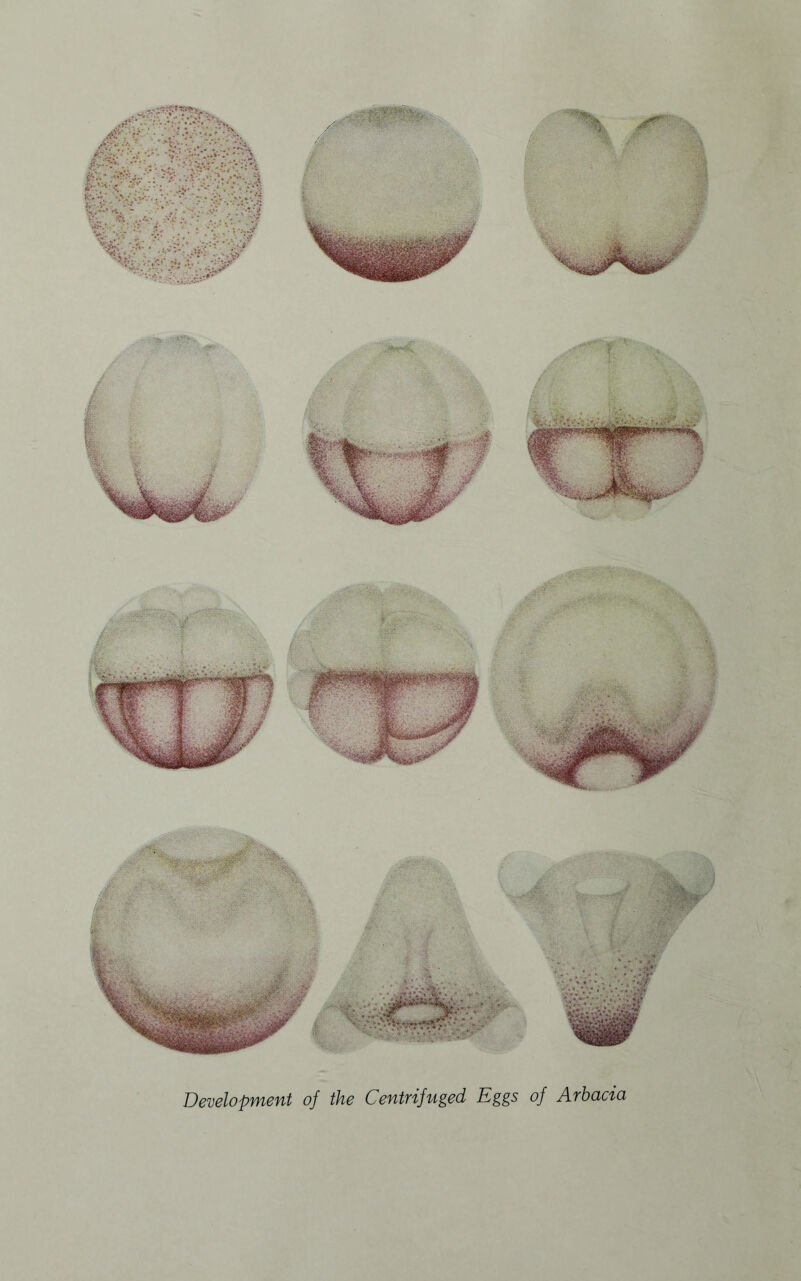 Development of the Centrifuged Eggs of Arbacia