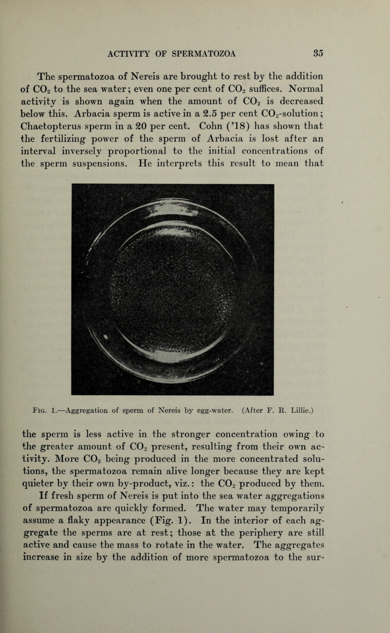 The spermatozoa of Nereis are brought to rest by the addition of C02 to the sea water; even one per cent of C02 suffices. Normal activity is shown again when the amount of C02 is decreased below this. Arbacia sperm is active in a 2.5 per cent C02-solution; Chaetopterus sperm in a 20 per cent. Cohn (’18) has shown that the fertilizing power of the sperm of Arbacia is lost after an interval inversely proportional to the initial concentrations of the sperm suspensions. He interprets this result to mean that Fig. 1.—Aggregation of sperm of Nereis by egg-water. (After F. R. Lillie.) the sperm is less active in the stronger concentration owing to the greater amount of C02 present, resulting from their own ac- tivity. More C02 being produced in the more concentrated solu- tions, the spermatozoa remain alive longer because they are kept quieter by their own by-product, viz.: the C02 produced by them. If fresh sperm of Nereis is put into the sea water aggregations of spermatozoa are quickly formed. The water may temporarily assume a flaky appearance (Fig. 1). In the interior of each ag- gregate the sperms are at rest; those at the periphery are still active and cause the mass to rotate in the water. The aggregates increase in size by the addition of more spermatozoa to the sur-