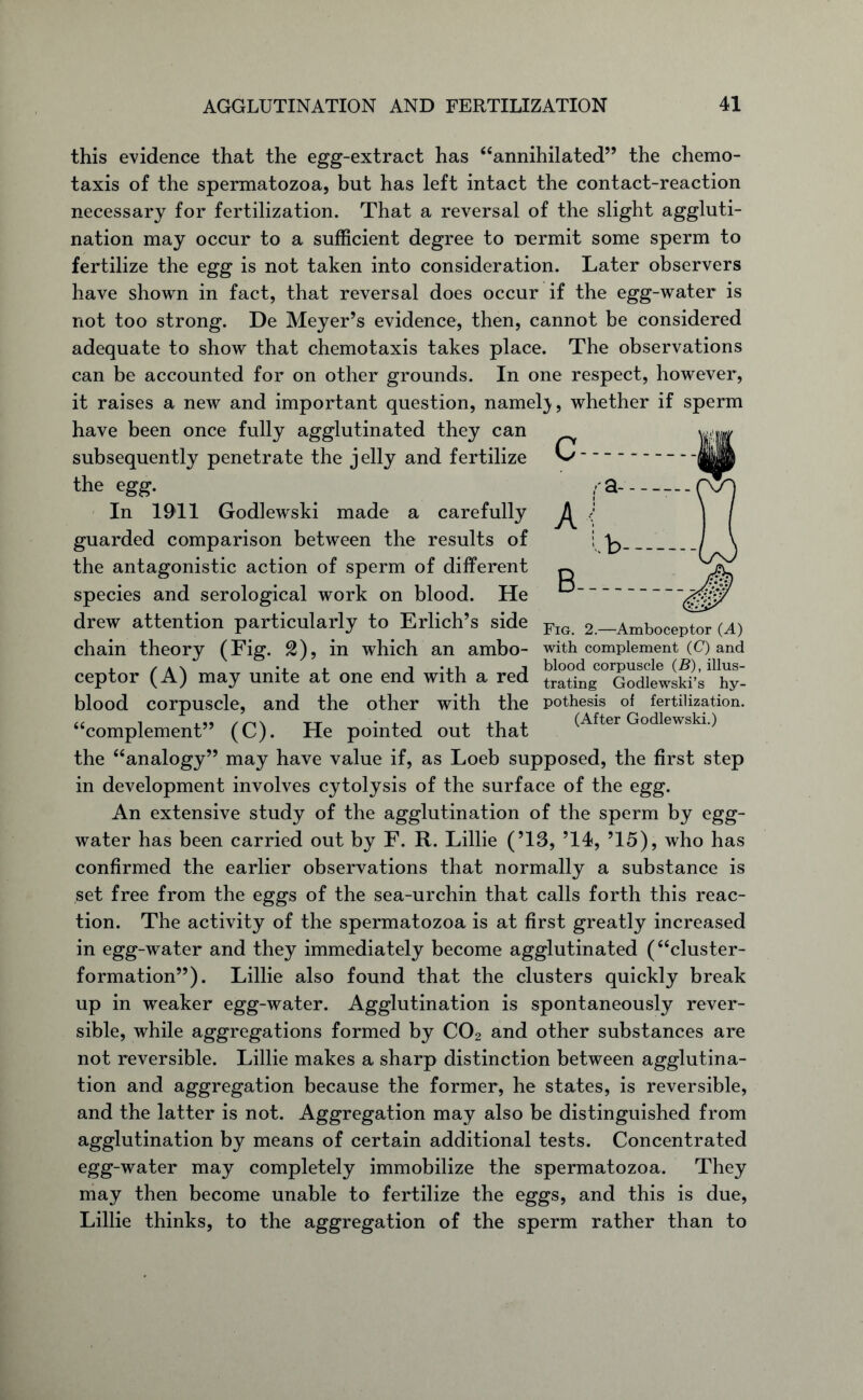 this evidence that the egg-extract has “annihilated” the chemo- taxis of the spermatozoa, but has left intact the contact-reaction necessary for fertilization. That a reversal of the slight aggluti- nation may occur to a sufficient degree to nermit some sperm to fertilize the egg is not taken into consideration. Later observers have shown in fact, that reversal does occur if the egg-water is not too strong. De Meyer’s evidence, then, cannot be considered adequate to show that chemotaxis takes place. The observations can be accounted for on other grounds. In one respect, however, it raises a new and important question, namel}, whether if sperm have been once fully agglutinated they can subsequently penetrate the jelly and fertilize the egg. In 1911 Godlewski made a carefully guarded comparison between the results of the antagonistic action of sperm of different species and serological work on blood. He drew attention particularly to Erlich’s side chain theory (Fig. 2), in which an ambo- ceptor (A) may unite at one end with a red blood corpuscle, and the other with the “complement” (C). He pointed out that the “analogy” may have value if, as Loeb supposed, the first step in development involves cytolysis of the surface of the egg. An extensive study of the agglutination of the sperm by egg- water has been carried out by F. R. Lillie (’13, ’14, ’15), who has confirmed the earlier observations that normally a substance is set free from the eggs of the sea-urchin that calls forth this reac- tion. The activity of the spermatozoa is at first greatly increased in egg-water and they immediately become agglutinated (“cluster- formation”). Lillie also found that the clusters quickly break up in weaker egg-water. Agglutination is spontaneously rever- sible, while aggregations formed by C02 and other substances are not reversible. Lillie makes a sharp distinction between agglutina- tion and aggregation because the former, he states, is reversible, and the latter is not. Aggregation may also be distinguished from agglutination by means of certain additional tests. Concentrated egg-water may completely immobilize the spermatozoa. They may then become unable to fertilize the eggs, and this is due, Lillie thinks, to the aggregation of the sperm rather than to Fig. 2.—Amboceptor (A) with complement (C) and blood corpuscle (B), illus- trating Godlewski’s hy- pothesis of fertilization. (After Godlewski.)