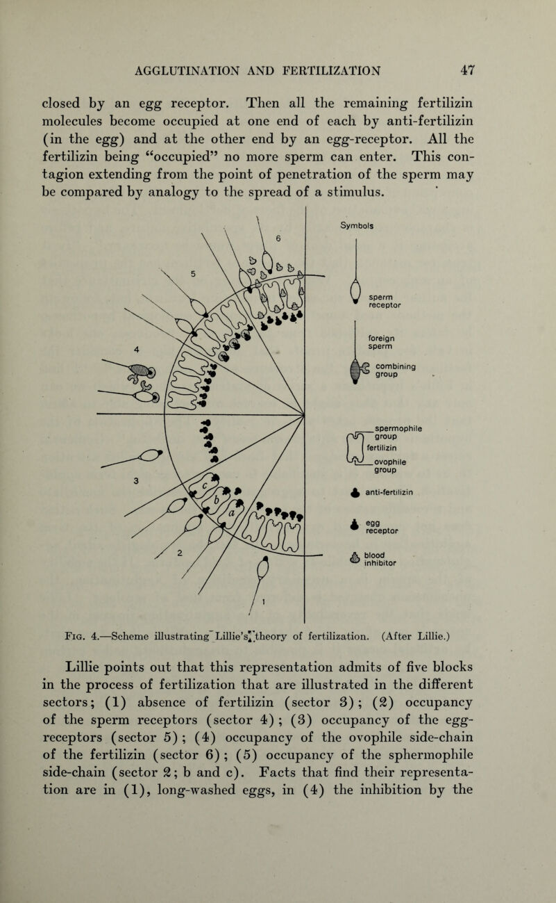 closed by an egg receptor. Then all the remaining fertilizin molecules become occupied at one end of each by anti-fertilizin (in the egg) and at the other end by an egg-receptor. All the fertilizin being “occupied” no more sperm can enter. This con- tagion extending from the point of penetration of the sperm may be compared by analogy to the spread of a stimulus. Symbols W sperm w receptor foreign sperm a# combining Bp3 group a spermophile group fertilizin _ovophile group £ anti-fertilizin A egg w receptor blood inhibitor Fig. 4.—Scheme illustrating Lillie’s^'theory of fertilization. (After Lillie.) Lillie points out that this representation admits of five blocks in the process of fertilization that are illustrated in the different sectors; (1) absence of fertilizin (sector 3); (£) occupancy of the sperm receptors (sector 4) ; (3) occupancy of the egg- receptors (sector 5) ; (4) occupancy of the ovophile side-chain of the fertilizin (sector 6) ; (5) occupancy of the sphermophile side-chain (sector 2; b and c). Facts that find their representa- tion are in (1), long-washed eggs, in (4) the inhibition by the