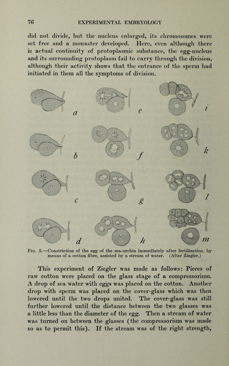 did not divide, but the nucleus enlarged, its chromosomes were set free and a monaster developed. Here, even although there is actual continuity of protoplasmic substance, the egg-nucleus and its surrounding protoplasm fail to carry through the division, although their activity shows that the entrance of the sperm had initiated in them all the symptoms of division. Fig. 5.—Constriction of the egg of the sea-urchin immediately after fertilization, by means of a cotton fibre, assisted by a stream of water. (After Ziegler.) This experiment of Ziegler was made as follows: Pieces of raw cotton were placed on the glass stage of a compressorium. A drop of sea water with eggs was placed on the cotton. Another drop with sperm was placed on the cover-glass which was then lowered until the two drops united. The cover-glass was still further lowered until the distance between the two glasses was a little less than the diameter of the egg. Then a stream of water was turned on between the glasses (the compressorium was made so as to permit this). If the stream was of the right strength,