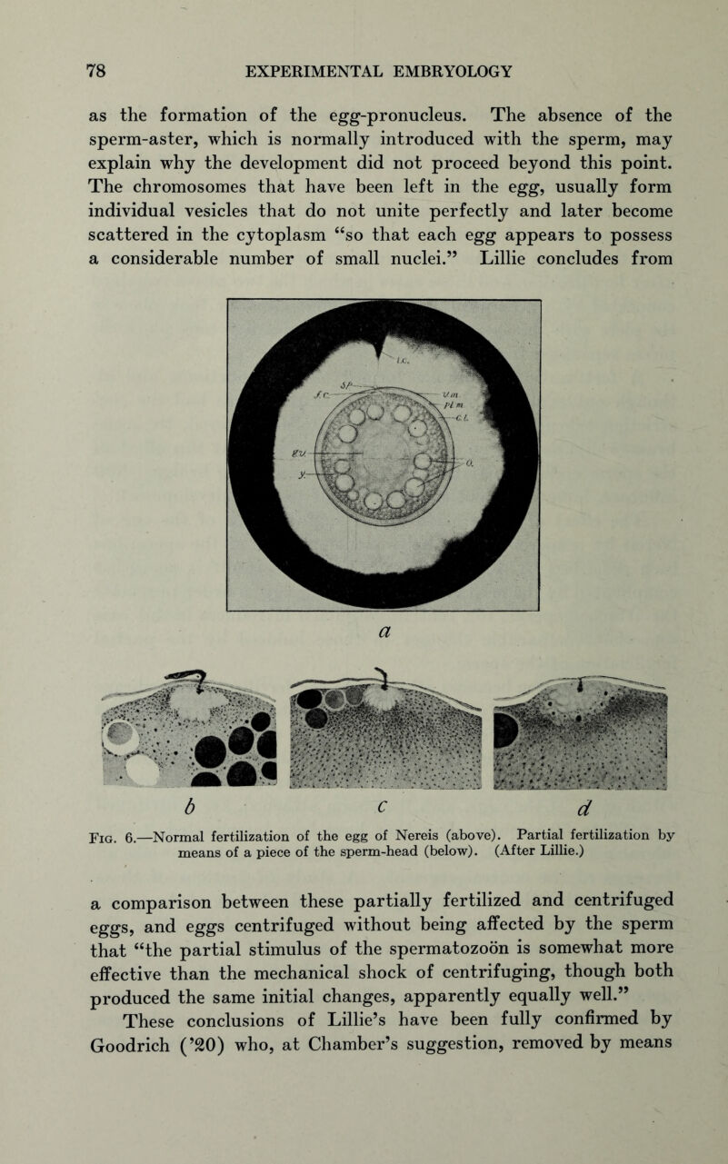 as the formation of the egg-pronucleus. The absence of the sperm-aster, which is normally introduced with the sperm, may explain why the development did not proceed beyond this point. The chromosomes that have been left in the egg, usually form individual vesicles that do not unite perfectly and later become scattered in the cytoplasm “so that each egg appears to possess a considerable number of small nuclei.” Lillie concludes from Fig. 6.—Normal fertilization of the egg of Nereis (above). Partial fertilization by means of a piece of the sperm-head (below). (After Lillie.) a comparison between these partially fertilized and centrifuged eggs, and eggs centrifuged without being affected by the sperm that “the partial stimulus of the spermatozoon is somewhat more effective than the mechanical shock of centrifuging, though both produced the same initial changes, apparently equally well.” These conclusions of Lillie’s have been fully confirmed by Goodrich (’20) who, at Chamber’s suggestion, removed by means