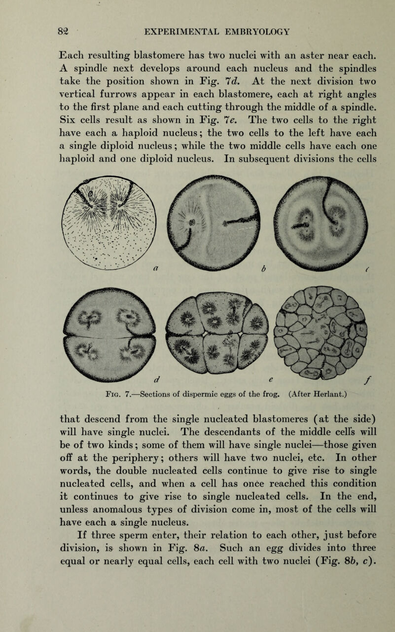 Each resulting blastomere has two nuclei with an aster near each. A spindle next develops around each nucleus and the spindles take the position shown in Fig. Id. At the next division two vertical furrows appear in each blastomere, each at right angles to the first plane and each cutting through the middle of a spindle. Six cells result as shown in Fig. 7e. The two cells to the right have each a haploid nucleus; the two cells to the left have each a single diploid nucleus; while the two middle cells have each one haploid and one diploid nucleus. In subsequent divisions the cells Fig. 7.—Sections of dispermic eggs of the frog. (After Herlant.) that descend from the single nucleated blastomeres (at the side) will have single nuclei. The descendants of the middle cell’s will be of two kinds; some of them will have single nuclei—those given off at the periphery; others will have two nuclei, etc. In other words, the double nucleated cells continue to give rise to single nucleated cells, and when a cell has once reached this condition it continues to give rise to single nucleated cells. In the end, unless anomalous types of division come in, most of the cells will have each a single nucleus. If three sperm enter, their relation to each other, just before division, is shown in Fig. 8a. Such an egg divides into three equal or nearly equal cells, each cell with two nuclei (Fig. 86, c).