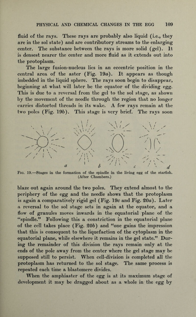 fluid of the rays. These rays are probably also liquid (i.e., they are in the sol state) and are contributory streams to the enlarging center. The substance between the rays is more solid (gel). It is densest nearer the center and more fluid as it extends out into the protoplasm. The large fusion-nucleus lies in an eccentric position in the central area of the aster (Fig. 19a). It appears as though imbedded in the liquid sphere. The rays soon begin to disappear, beginning at what will later be the equator of the dividing egg. This is due to a reversal from the gel to the sol stage, as shown by the movement of the needle through the region that no longer carries distorted threads in its wake. A few rays remain at the two poles (Fig. 196). This stage is very brief. The rays soon \ \ /> ' / ! \ \ . \ / \ \ ' / . A\‘ '// \\ // \ / / ' x \ / \ d Fig. 19.—Stages in the formation of the spindle in the living egg of the starfish. (After Chambers.) blaze out again around the two poles. They extend almost to the periphery of the egg and the needle shows that the protoplasm is again a comparatively rigid gel (Fig. 19c and Fig. 20a). Later a reversal to the sol stage sets in again at the equator, and a flow of granules moves inwards in the equatorial plane of the “spindle.” Following this a constriction in the equatorial plane of the cell takes place (Fig. 206) and “one gains the impression that this is consequent to the liquefaction of the cytoplasm in the equatorial plane, while elsewhere it remains in the gel state.” Dur- ing the remainder of this division the rays remain only at the ends of the pole away from the center where the gel stage may be supposed still to persist. When cell-division is completed all the protoplasm has returned to the sol stage. The same process is repeated each time a blastomere divides. When the amphiaster of the egg is at its maximum stage of development it may be dragged about as a whole in the egg by