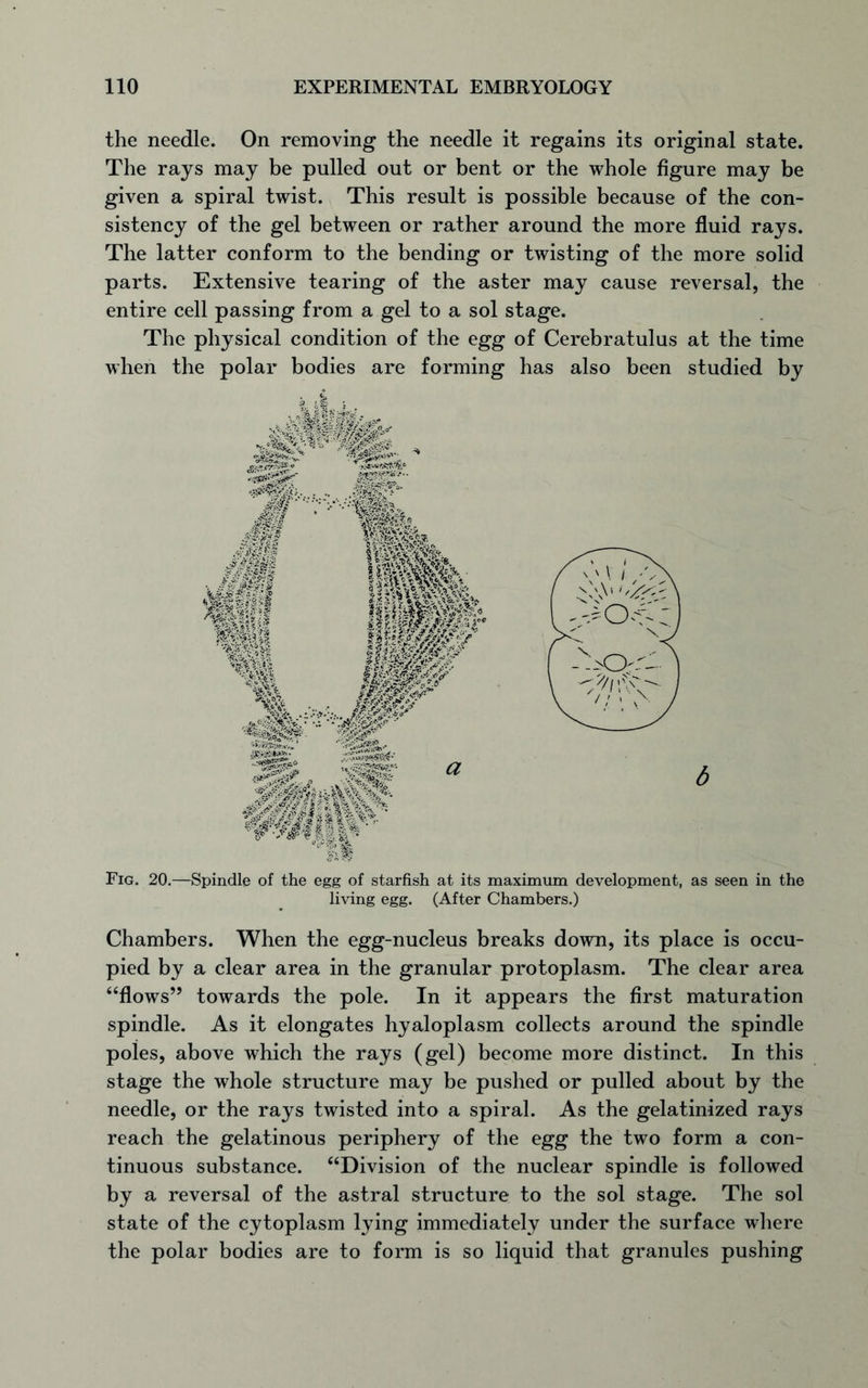 the needle. On removing the needle it regains its original state. The rays may be pulled out or bent or the whole figure may be given a spiral twist. This result is possible because of the con- sistency of the gel between or rather around the more fluid rays. The latter conform to the bending or twisting of the more solid parts. Extensive tearing of the aster may cause reversal, the entire cell passing from a gel to a sol stage. The physical condition of the egg of Cerebratulus at the time when the polar bodies are forming has also been studied by Fig. 20.—Spindle of the egg of starfish at its maximum development, as seen in the living egg. (After Chambers.) Chambers. When the egg-nucleus breaks down, its place is occu- pied by a clear area in the granular protoplasm. The clear area “flows” towards the pole. In it appears the first maturation spindle. As it elongates hyaloplasm collects around the spindle poies, above which the rays (gel) become more distinct. In this stage the whole structure may be pushed or pulled about by the needle, or the rays twisted into a spiral. As the gelatinized rays reach the gelatinous periphery of the egg the two form a con- tinuous substance. “Division of the nuclear spindle is followed by a reversal of the astral structure to the sol stage. The sol state of the cytoplasm lying immediately under the surface where the polar bodies are to form is so liquid that granules pushing