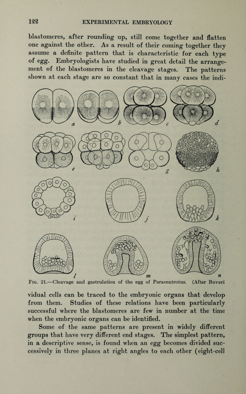 blastomeres, after rounding up, still come together and flatten one against the other. As a result of their coming together they assume a definite pattern that is characteristic for each type of egg. Embryologists have studied in great detail the arrange- ment of the blastomeres in the cleavage stages. The patterns shown at each stage are so constant that in many cases the indi- Fig. 21.—Cleavage and gastrulation of the egg of Paracentrotus. (After Boveri vidual cells can be traced to the embryonic organs that develop from them. Studies of these relations have been particularly successful where the blastomeres are few in number at the time when the embryonic organs can be identified. Some of the same patterns are present in widely different groups that have very different end stages. The simplest pattern, in a descriptive sense, is found when an egg becomes divided suc- cessively in three planes at right angles to each other (eight-cell