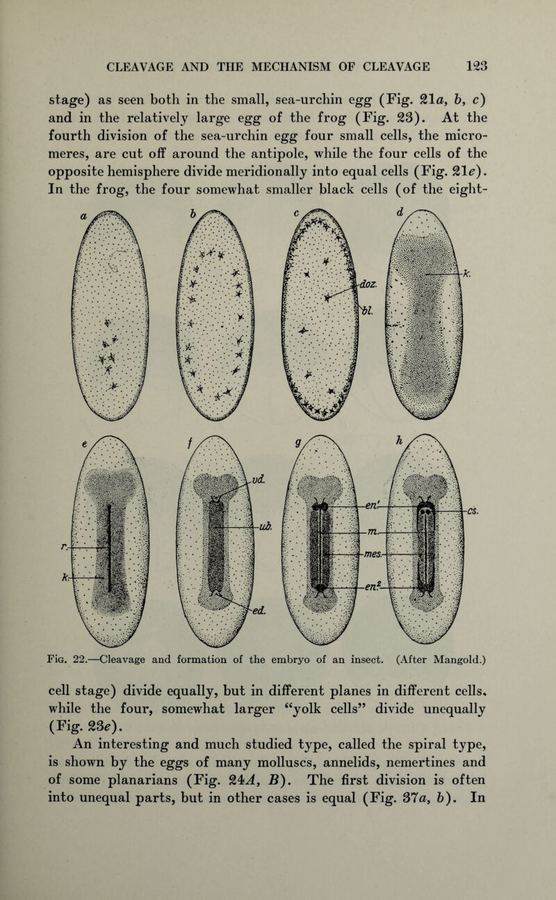 stage) as seen both in the small, sea-urchin egg (Fig. 21 a, b, c) and in the relatively large egg of the frog (Fig. 23). At the fourth division of the sea-urchin egg four small cells, the micro- meres, are cut off around the antipole, while the four cells of the opposite hemisphere divide meridionally into equal cells (Fig. 21tf). In the frog, the four somewhat smaller black cells (of the eight- FiG. 22.—Cleavage and formation of the embryo of an insect. (After Mangold.) cell stage) divide equally, but in different planes in different cells, while the four, somewhat larger “yolk cells” divide unequally (Fig. 23tf). An interesting and much studied type, called the spiral type, is shown by the eggs of many molluscs, annelids, nemertines and of some planarians (Fig. 24^4, B). The first division is often into unequal parts, but in other cases is equal (Fig. 37a, b). In