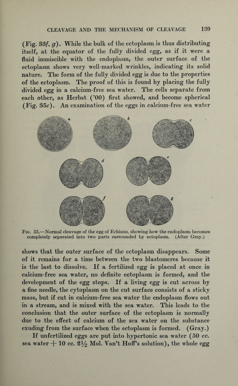 (Fig. 33/, g). While the bulk of the ectoplasm is thus distributing itself, at the equator of the fully divided egg, as if it were a fluid immiscible with the endoplasm, the outer surface of the ectoplasm shows very well-marked wrinkles, indicating its solid nature. The form of the fully divided egg is due to the properties of the ectoplasm. The proof of this is found by placing the fully divided egg in a calcium-free sea water. The cells separate from each other, as Herbst (’00) first showed, and become spherical (Fig. 35c). An examination of the eggs in calcium-free sea water Fig. 33.—Normal cleavage of the egg of Echinus, showing how the endoplasm becomes completely separated into two parts surrounded by ectoplasm. (After Gray.) shows that the outer surface of the ectoplasm disappears. Some of it remains for a time between the two blastomeres because it is the last to dissolve. If a fertilized egg is placed at once in calcium-free sea water, no definite ectoplasm is formed, and the development of the egg stops. If a living egg is cut across by a fine needle, the cytoplasm on the cut surface consists of a sticky mass, but if cut in calcium-free sea water the endoplasm flows out in a stream, and is mixed with the sea water. This leads to the conclusion that the outer surface of the ectoplasm is normally due to the effect of calcium of the sea water on the substance exuding from the surface when the ectoplasm is formed. (Gray.) If unfertilized eggs are put into hypertonic sea water (50 cc. sea water -f-10 cc. 2% Mol. Van’t Hoff’s solution), the whole egg