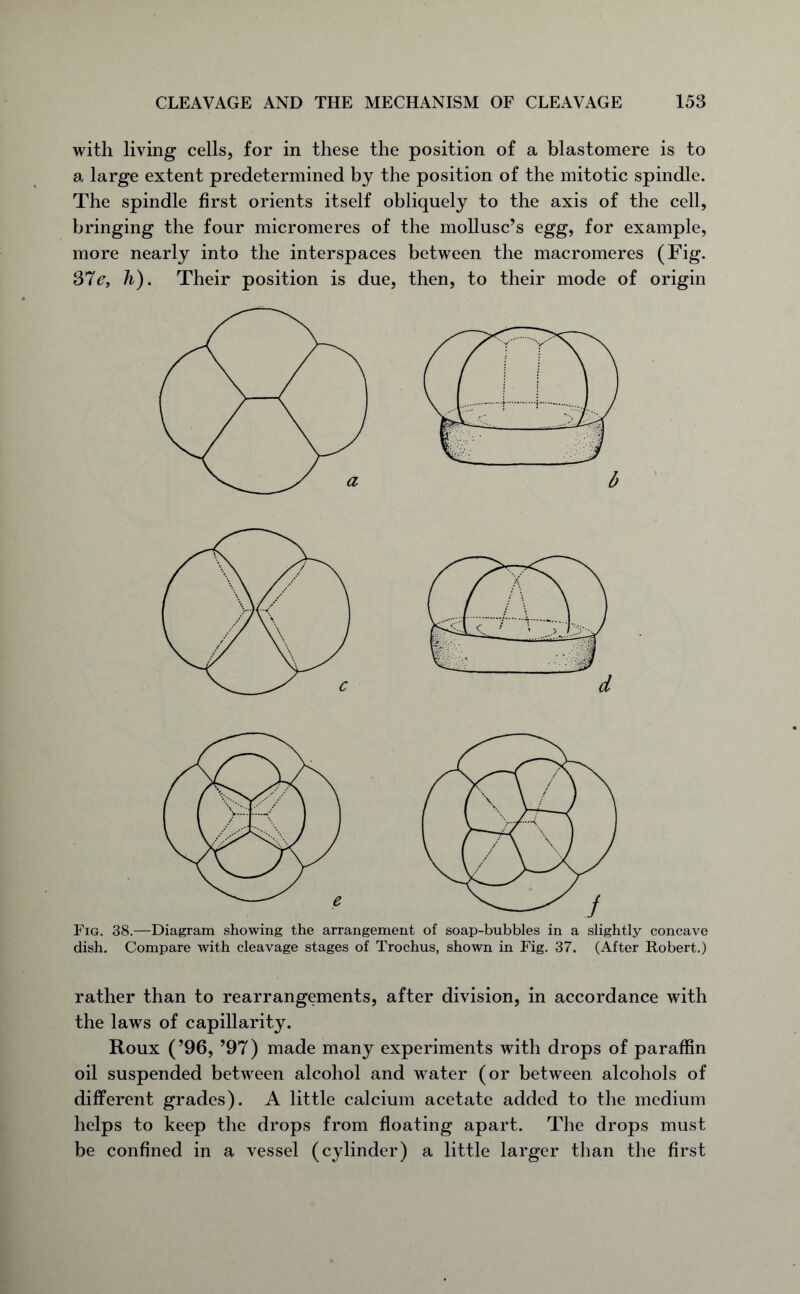 with living cells, for in these the position of a blastomere is to a large extent predetermined by the position of the mitotic spindle. The spindle first orients itself obliquely to the axis of the cell, bringing the four micromeres of the mollusc’s egg, for example, more nearly into the interspaces between the macromeres (Fig. 37^, h). Their position is due, then, to their mode of origin Fig. 38.—Diagram showing the arrangement of soap-bubbles in a slightly concave dish. Compare with cleavage stages of Trochus, shown in Fig. 37. (After Robert.) rather than to rearrangements, after division, in accordance with the laws of capillarity. Roux (’96, ’97) made many experiments with drops of paraffin oil suspended between alcohol and water (or between alcohols of different grades). A little calcium acetate added to the medium helps to keep the drops from floating apart. The drops must be confined in a vessel (cylinder) a little larger than the first