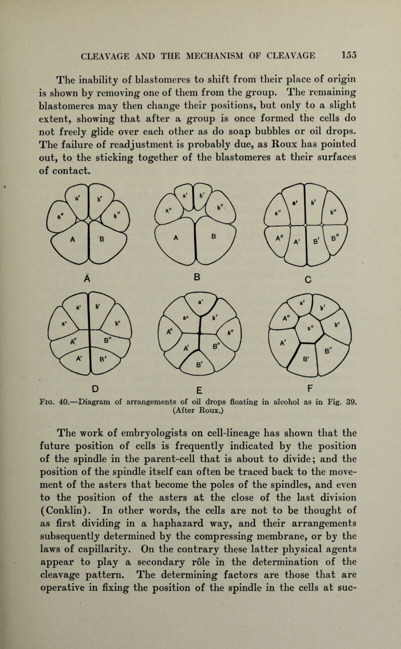 The inability of blastomeres to shift from their place of origin is shown by removing one of them from the group. The remaining blastomeres may then change their positions, but only to a slight extent, showing that after a group is once formed the cells do not freely glide over each other as do soap bubbles or oil drops. The failure of readjustment is probably due, as Roux has pointed out, to the sticking together of the blastomeres at their surfaces of contact. Fig. 40.—Diagram of arrangements of oil drops floating in alcohol as in Fig. 39. (After Roux.) The work of embryologists on cell-lineage has shown that the future position of cells is frequently indicated by the position of the spindle in the parent-cell that is about to divide; and the position of the spindle itself can often be traced back to the move- ment of the asters that become the poles of the spindles, and even to the position of the asters at the close of the last division (Conklin). In other words, the cells are not to be thought of as first dividing in a haphazard way, and their arrangements subsequently determined by the compressing membrane, or by the laws of capillarity. On the contrary these latter physical agents appear to play a secondary role in the determination of the cleavage pattern. The determining factors are those that are operative in fixing the position of the spindle in the cells at sue-