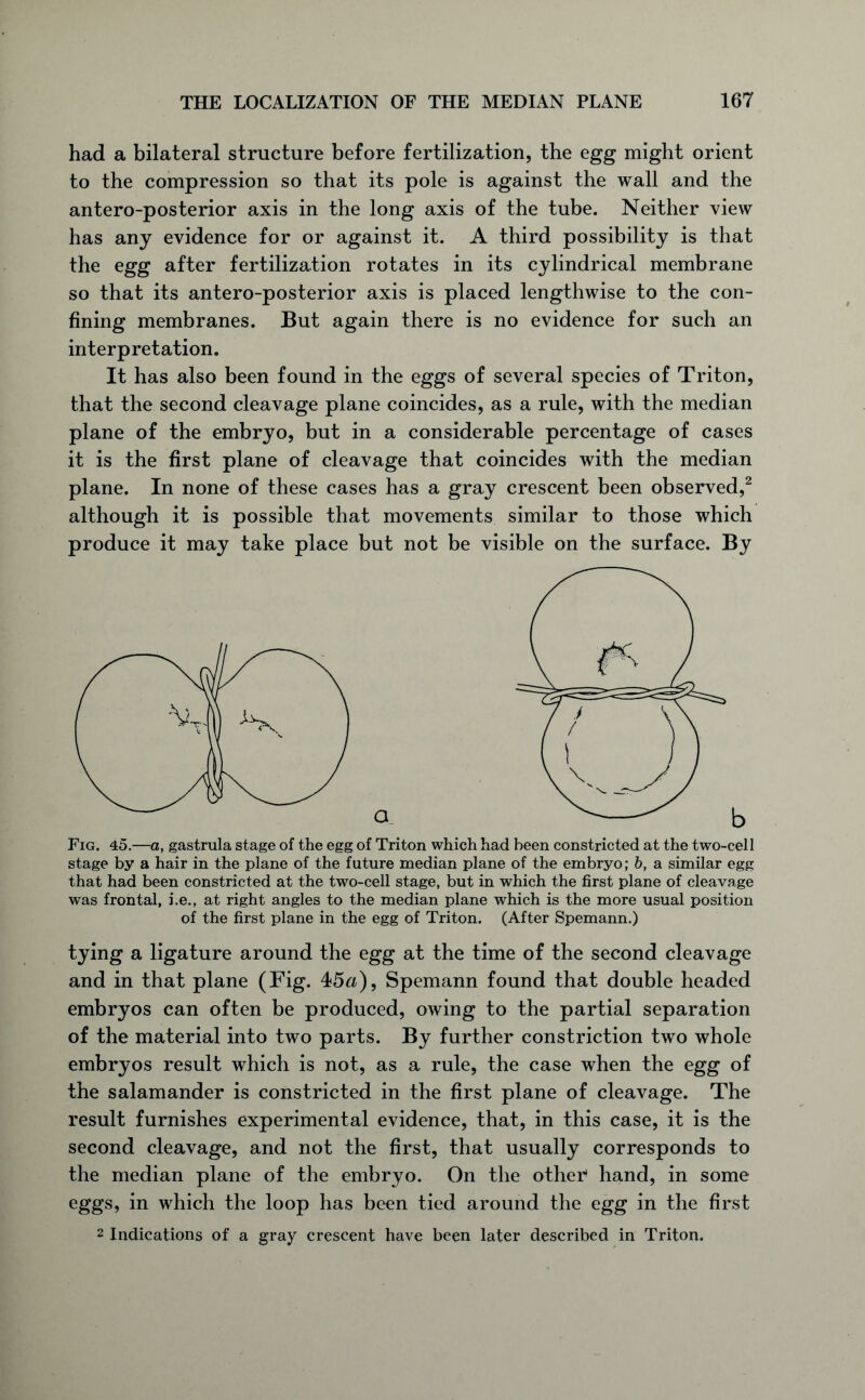 had a bilateral structure before fertilization, the egg might orient to the compression so that its pole is against the wall and the antero-posterior axis in the long axis of the tube. Neither view has any evidence for or against it. A third possibility is that the egg after fertilization rotates in its cylindrical membrane so that its antero-posterior axis is placed lengthwise to the con- fining membranes. But again there is no evidence for such an interpretation. It has also been found in the eggs of several species of Triton, that the second cleavage plane coincides, as a rule, with the median plane of the embryo, but in a considerable percentage of cases it is the first plane of cleavage that coincides with the median plane. In none of these cases has a gray crescent been observed,2 although it is possible that movements similar to those which produce it may take place but not be visible on the surface. By stage by a hair in the plane of the future median plane of the embryo; b, a similar egg that had been constricted at the two-cell stage, but in which the first plane of cleavage was frontal, i.e., at right angles to the median plane which is the more usual position of the first plane in the egg of Triton. (After Spemann.) tying a ligature around the egg at the time of the second cleavage and in that plane (Fig. 45«), Spemann found that double headed embryos can often be produced, owing to the partial separation of the material into two parts. By further constriction two whole embryos result which is not, as a rule, the case when the egg of the salamander is constricted in the first plane of cleavage. The result furnishes experimental evidence, that, in this case, it is the second cleavage, and not the first, that usually corresponds to the median plane of the embryo. On the other1 hand, in some eggs, in which the loop has been tied around the egg in the first 2 Indications of a gray crescent have been later described in Triton.