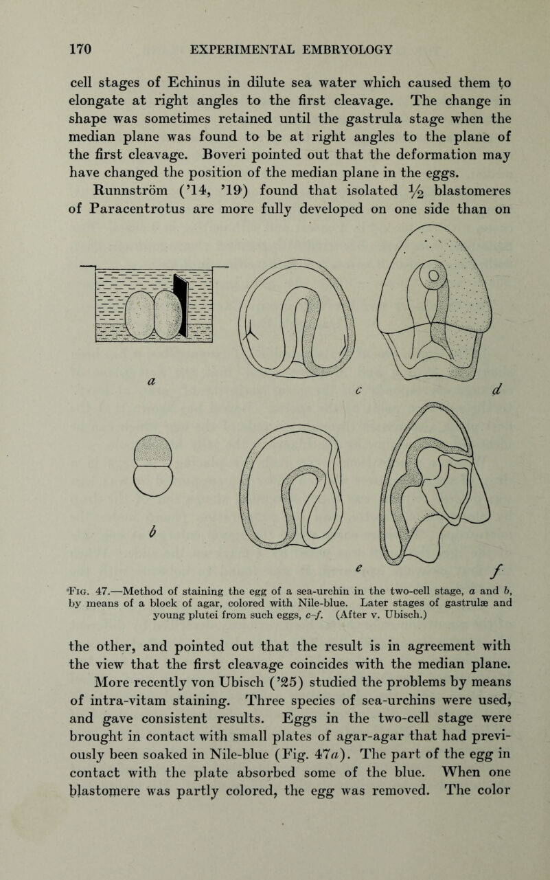 cell stages of Echinus in dilute sea water which caused them fo elongate at right angles to the first cleavage. The change in shape was sometimes retained until the gastrula stage when the median plane was found to be at right angles to the plane of the first cleavage. Boveri pointed out that the deformation may have changed the position of the median plane in the eggs. Runnstrom (’14, ’19') found that isolated % blastomeres of Paracentrotus are more fully developed on one side than on •Fig. 47.—Method of staining the egg of a sea-urchin in the two-cell stage, a and b, by means of a block of agar, colored with Nile-blue. Later stages of gastrulae and young plutei from such eggs, c-f. (After v. Ubisch.) the other, and pointed out that the result is in agreement with the view that the first cleavage coincides with the median plane. More recently von Ubisch (’25) studied the problems by means of intra-vitam staining. Three species of sea-urchins were used, and gave consistent results. Eggs in the two-cell stage were brought in contact with small plates of agar-agar that had previ- ously been soaked in Nile-blue (Fig. 47a). The part of the egg in contact with the plate absorbed some of the blue. When one blastomere was partly colored, the egg was removed. The color