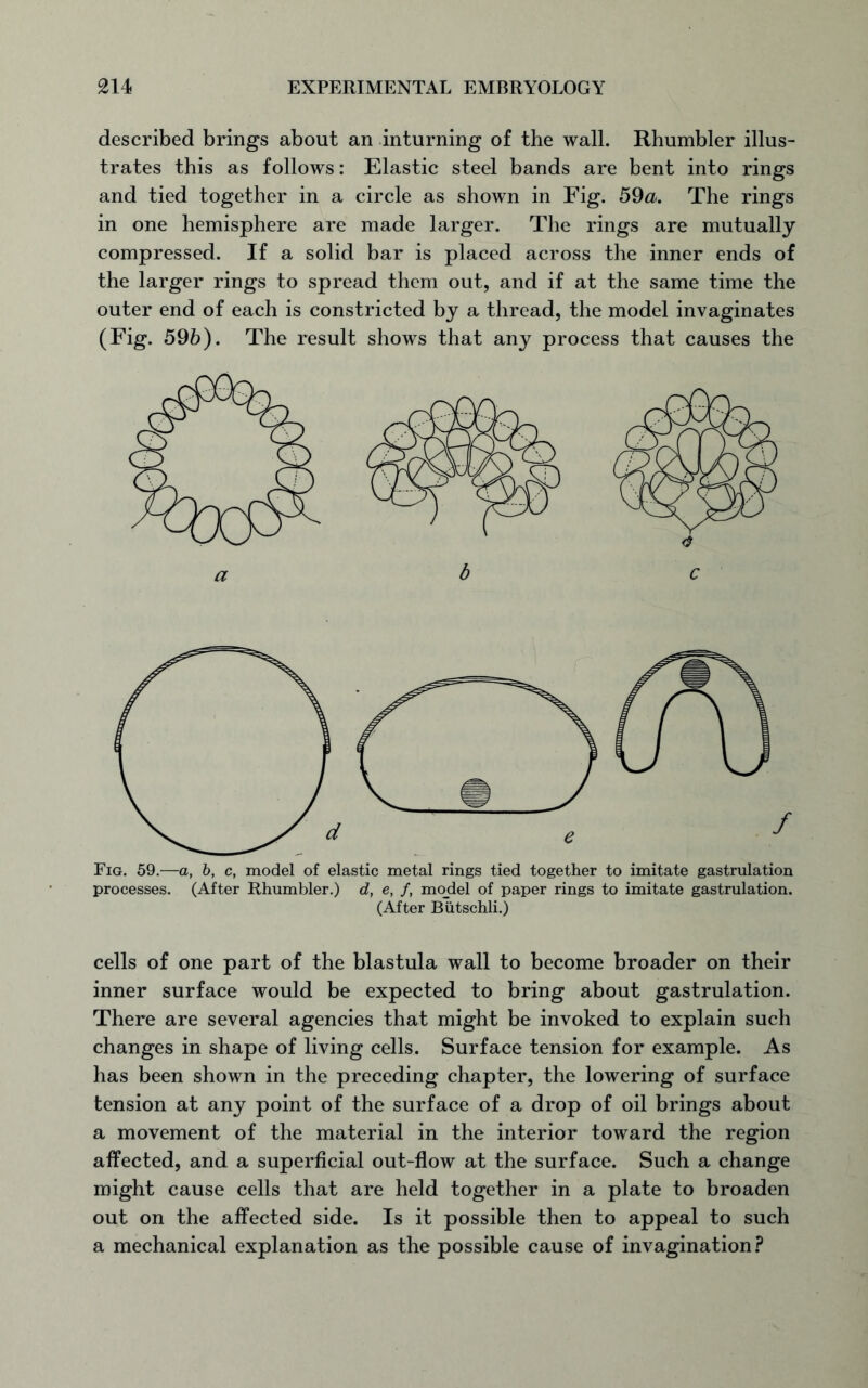 described brings about an inturning of the wall. Rhumbler illus- trates this as follows: Elastic steel bands are bent into rings and tied together in a circle as shown in Fig. 59 a. The rings in one hemisphere are made larger. The rings are mutually compressed. If a solid bar is placed across the inner ends of the larger rings to spread them out, and if at the same time the outer end of each is constricted by a thread, the model invaginates (Fig. 59b). The result shows that any process that causes the Fig. 59.—a, b, c, model of elastic metal rings tied together to imitate gastrulation processes. (After Rhumbler.) d, e, f, model of paper rings to imitate gastrulation. (After Butschli.) cells of one part of the blastula wall to become broader on their inner surface would be expected to bring about gastrulation. There are several agencies that might be invoked to explain such changes in shape of living cells. Surface tension for example. As has been shown in the preceding chapter, the lowering of surface tension at any point of the surface of a drop of oil brings about a movement of the material in the interior toward the region affected, and a superficial out-flow at the surface. Such a change might cause cells that are held together in a plate to broaden out on the affected side. Is it possible then to appeal to such a mechanical explanation as the possible cause of invagination?