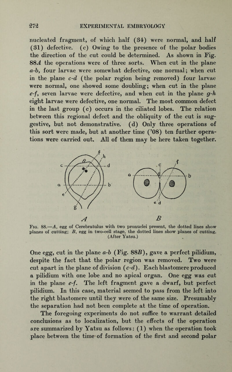 nucleated fragment, of which half (34) were normal, and half (31) defective, (c) Owing to the presence of the polar bodies the direction of the cut could be determined. As shown in Fig. 88A the operations were of three sorts. When cut in the plane a-by four larvae were somewhat defective, one normal; when cut in the plane c-d (the polar region being removed) four larvae were normal, one showed some doubling; when cut in the plane e-f, seven larvae were defective, and when cut in the plane g-h eight larvae were defective, one normal. The most common defect in the last group (c) occurs in the ciliated lobes. The relation between this regional defect and the obliquity of the cut is sug- gestive, but not demonstrative, (d) Only three operations of this sort were made, but at another time (’08) ten further opera- tions were carried out. All of them may be here taken together. Fig. 88.—A, egg of Cere bra tulus with two pronuclei present, the dotted lines show planes of cutting; B, egg in two-cell stage, the dotted lines show planes of cutting. (After Yatsu.) One egg, cut in the plane a-b (Fig. 882?), gave a perfect pilidium, despite the fact that the polar region was removed. Two were cut apart in the plane of division ( c-d). Each blastomere produced a pilidium with one lobe and no apical organ. One egg was cut in the plane e-f. The left fragment gave a dwarf, but perfect pilidium. In this case, material seemed to pass from the left into the right blastomere until they were of the same size. Presumably the separation had not been complete at the time of operation. The foregoing experiments do not suffice to warrant detailed conclusions as to localization, but the effects of the operation are summarized by Yatsu as follows: (1) when the operation took place between the time'of formation of the first and second polar